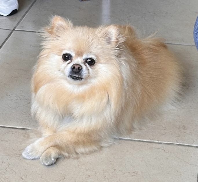 Foto de LILY con microchip 990000012837076