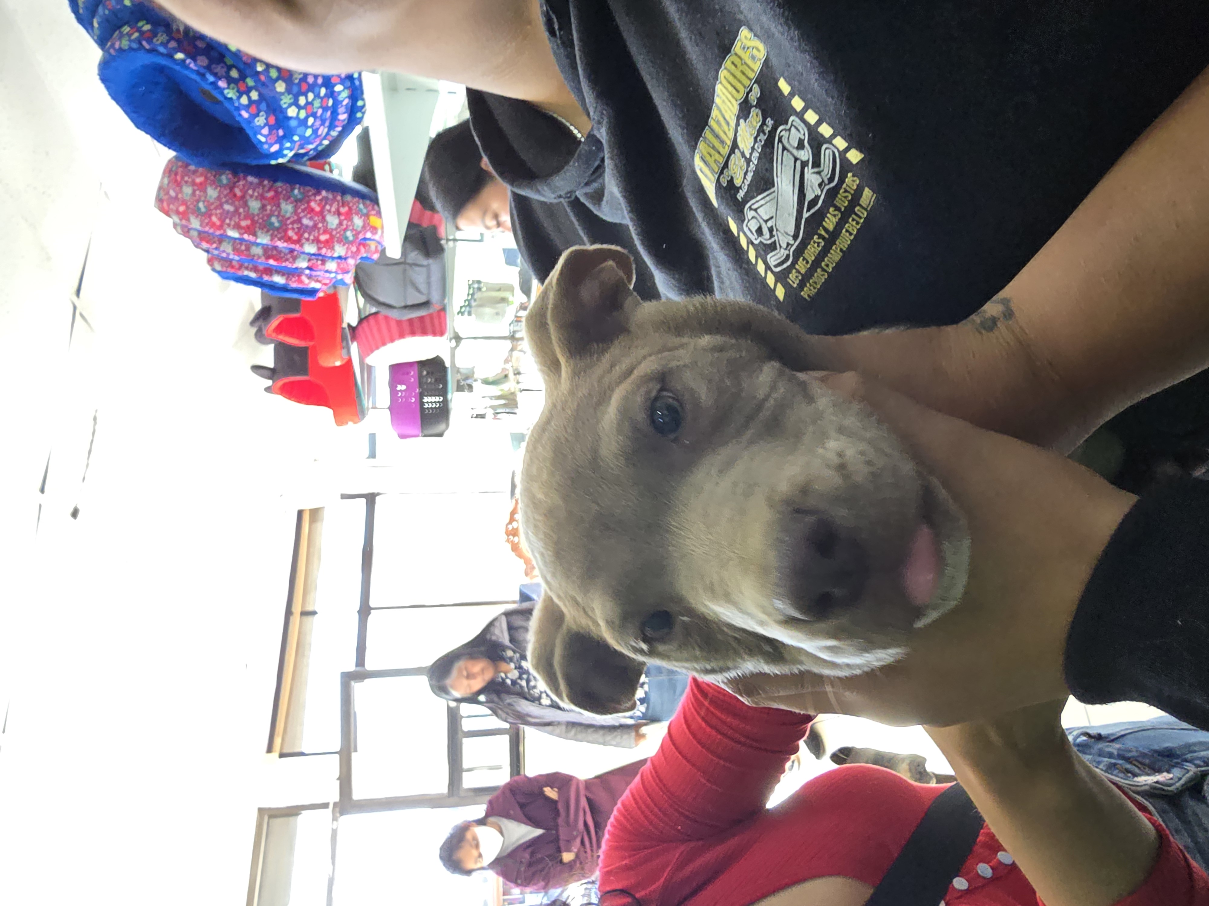 Foto de Chester con microchip 990000012835316