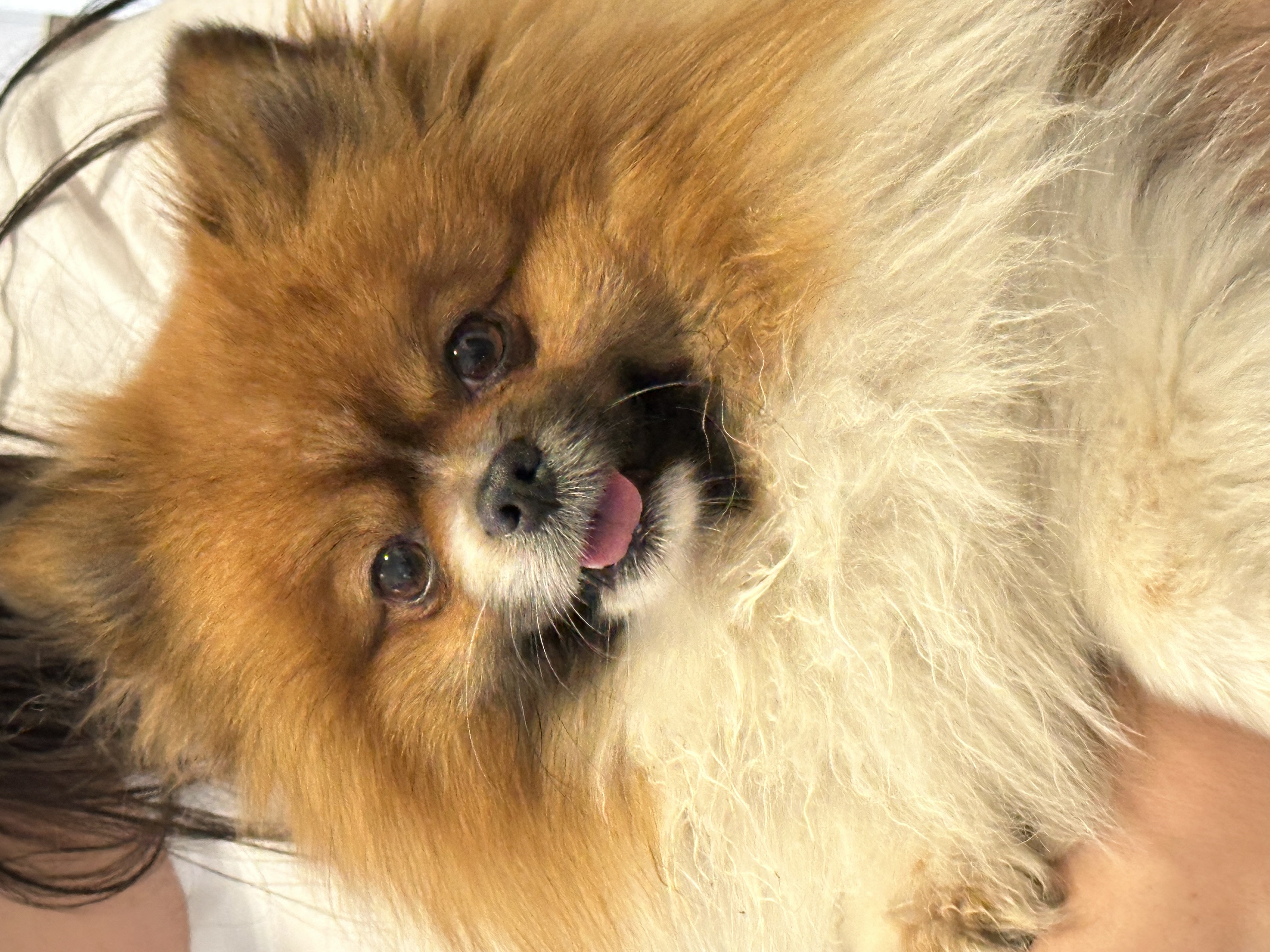 Foto de Bimbo con microchip 990000012838052