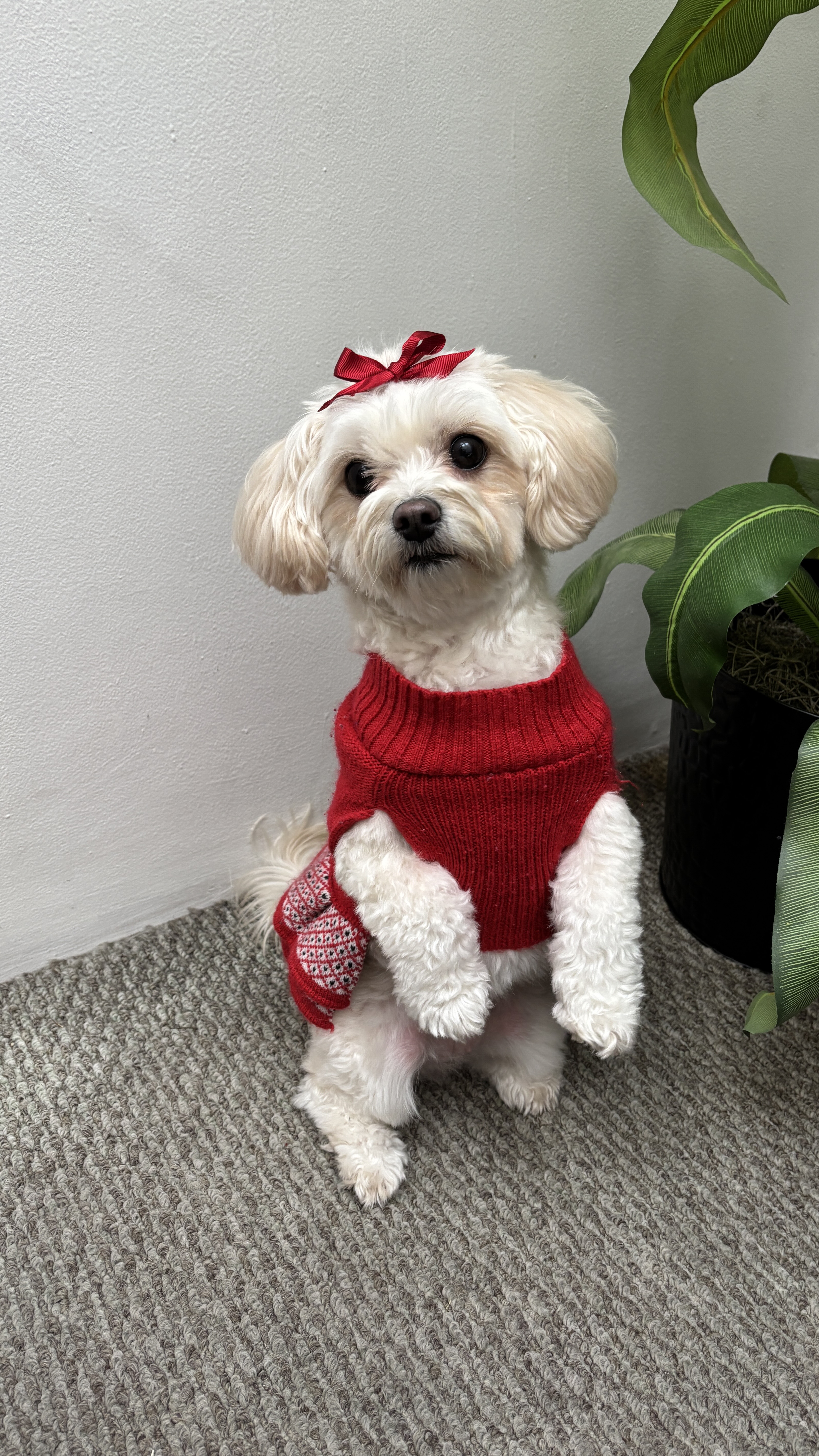 Foto de Daisy con microchip 990000012826310