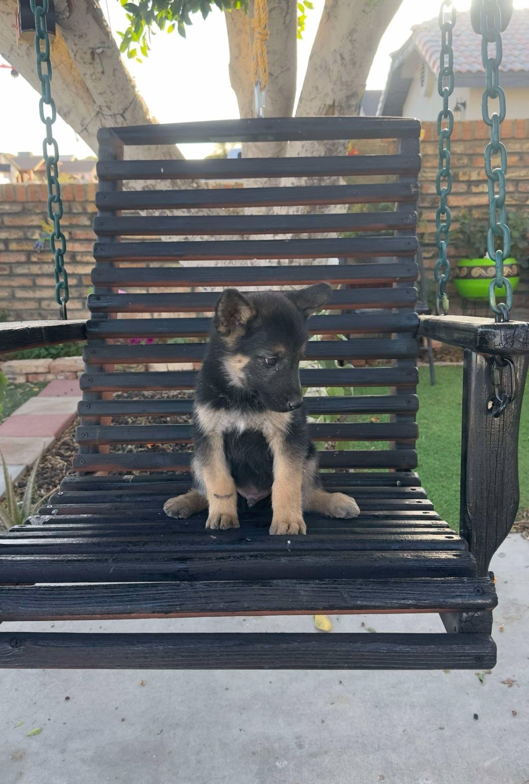 Foto de Thor con microchip 990000012843184