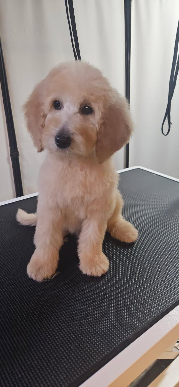 Foto de Freddie con microchip 990000012840473