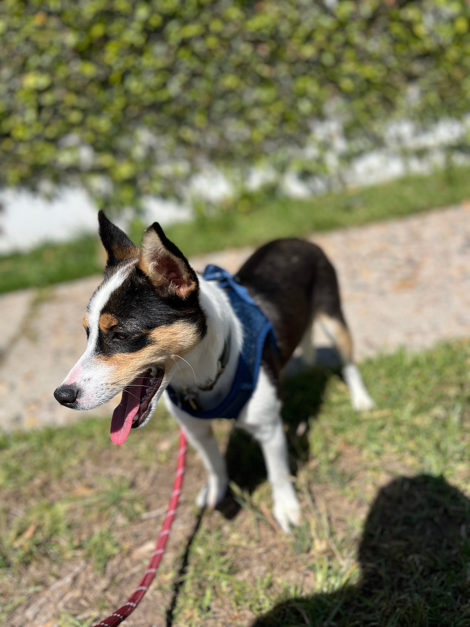 Foto de Selina con microchip 990000012838807