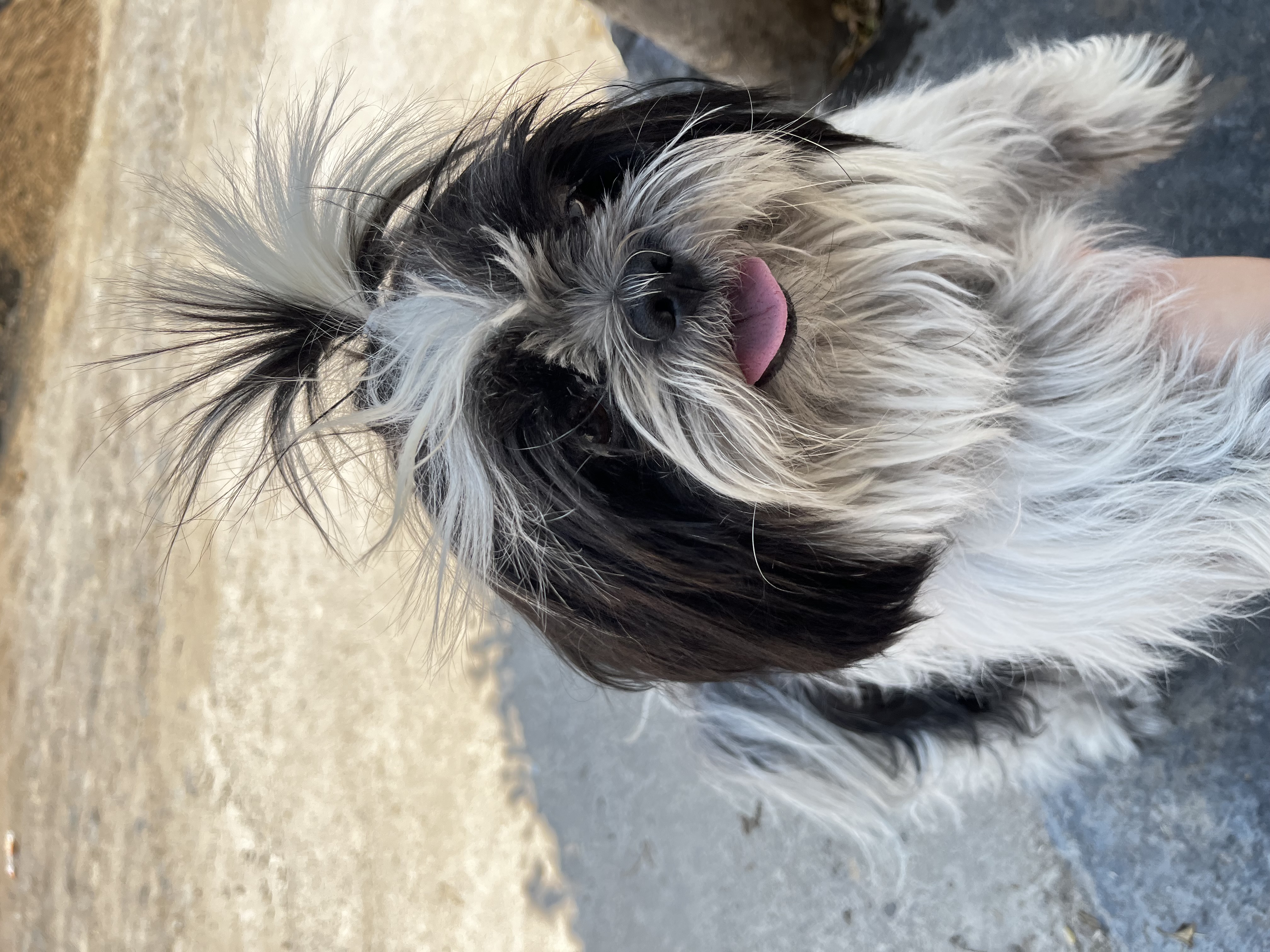 Foto de Doky con microchip 990000012839525