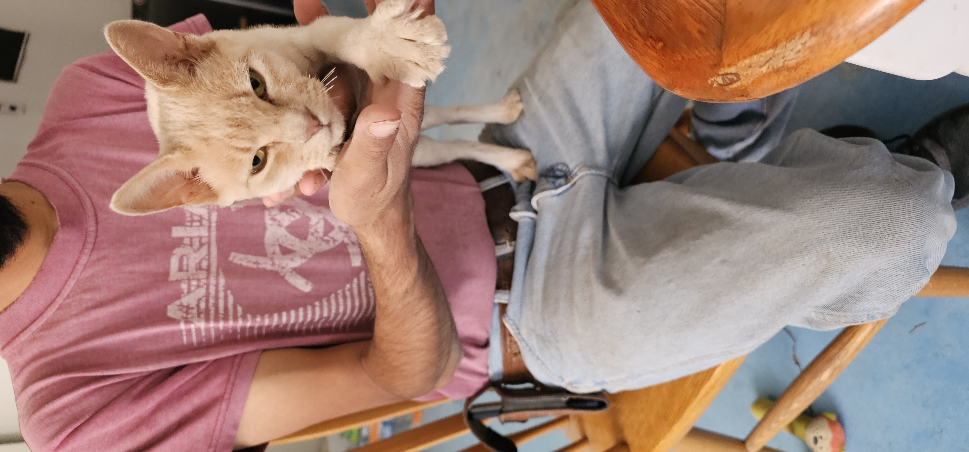 Foto de Fluffy con microchip 990000012840017