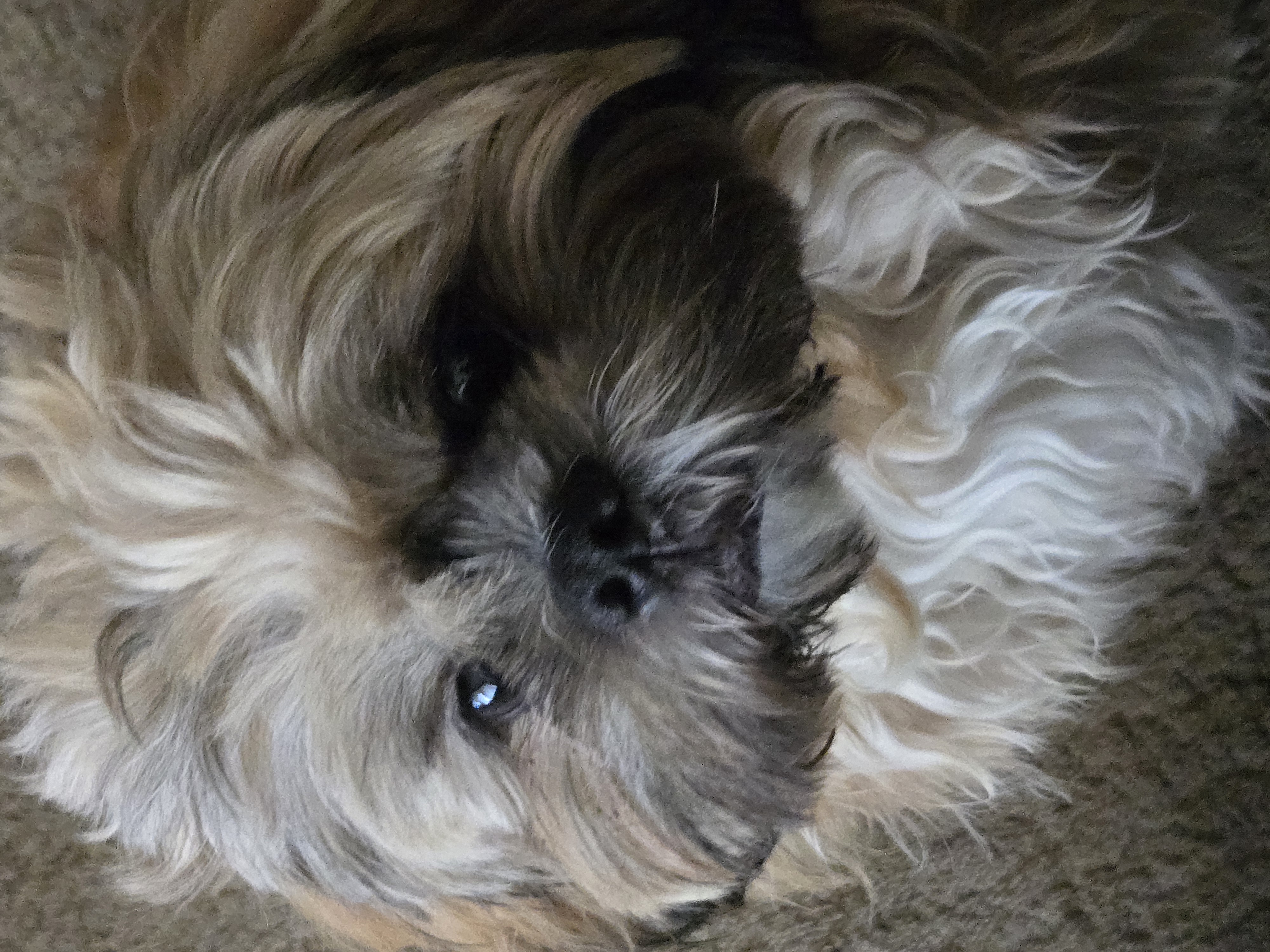 Foto de Chewy con microchip 990000012841593