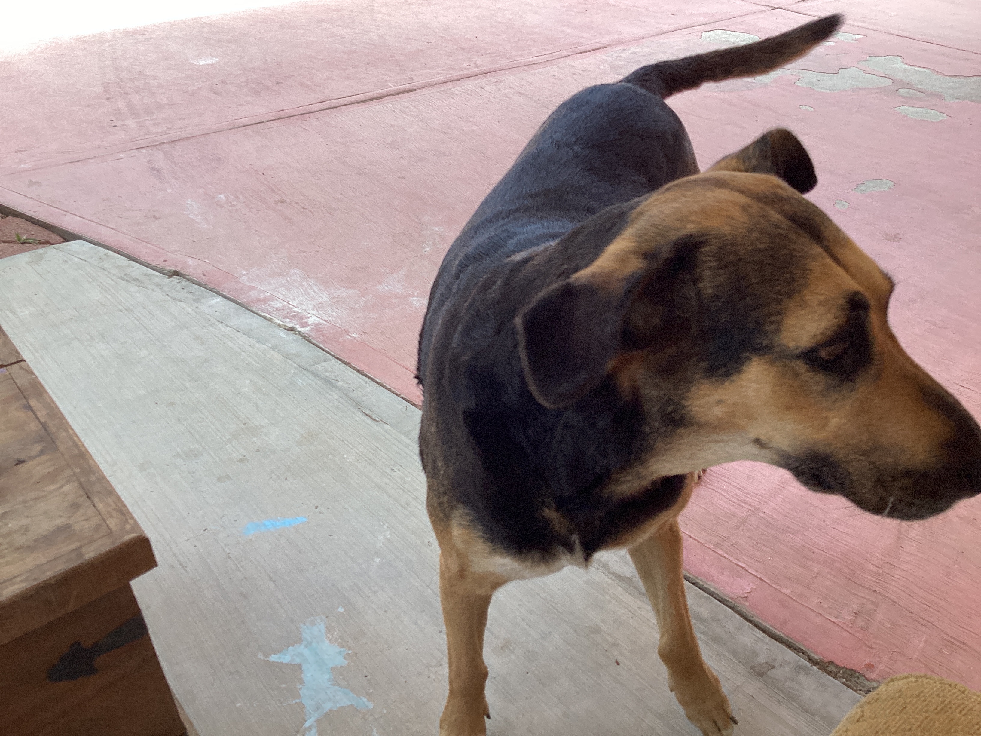 Foto de Maya con microchip 990000012840479