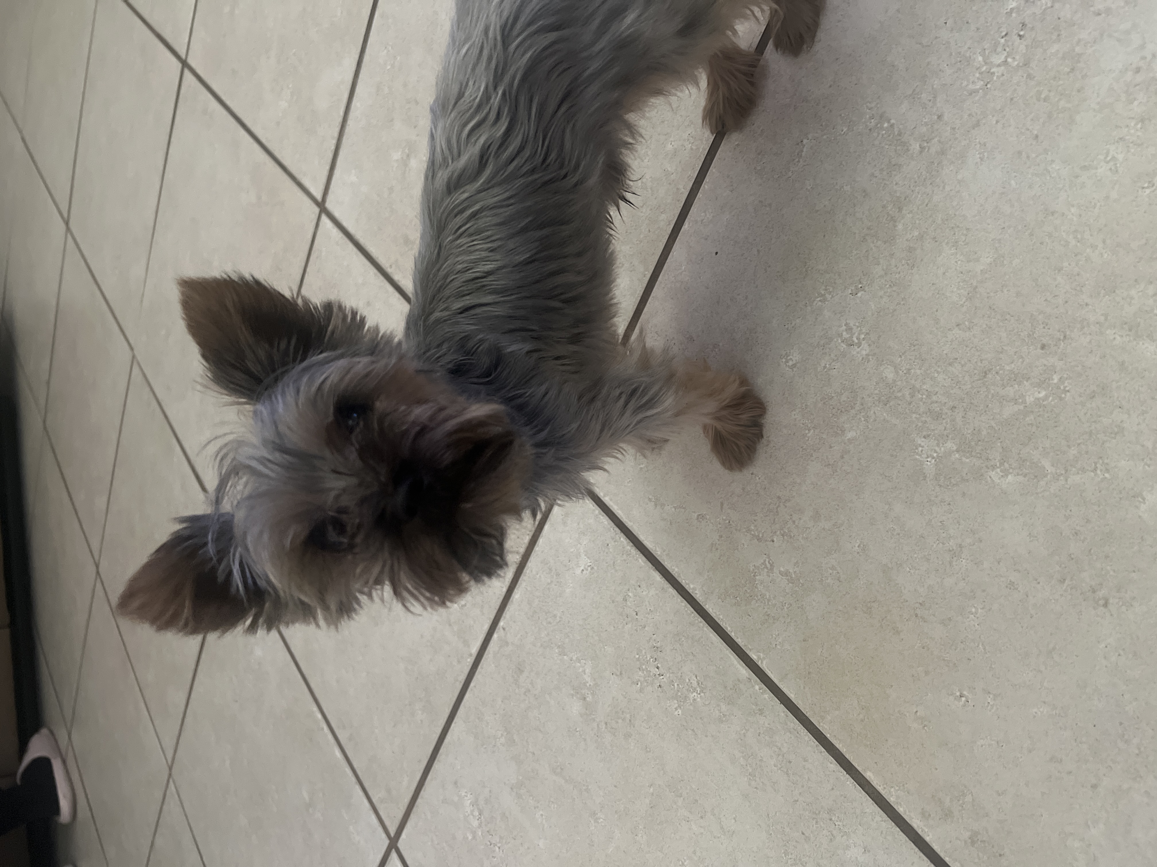Foto de Oso con microchip 990000012837827