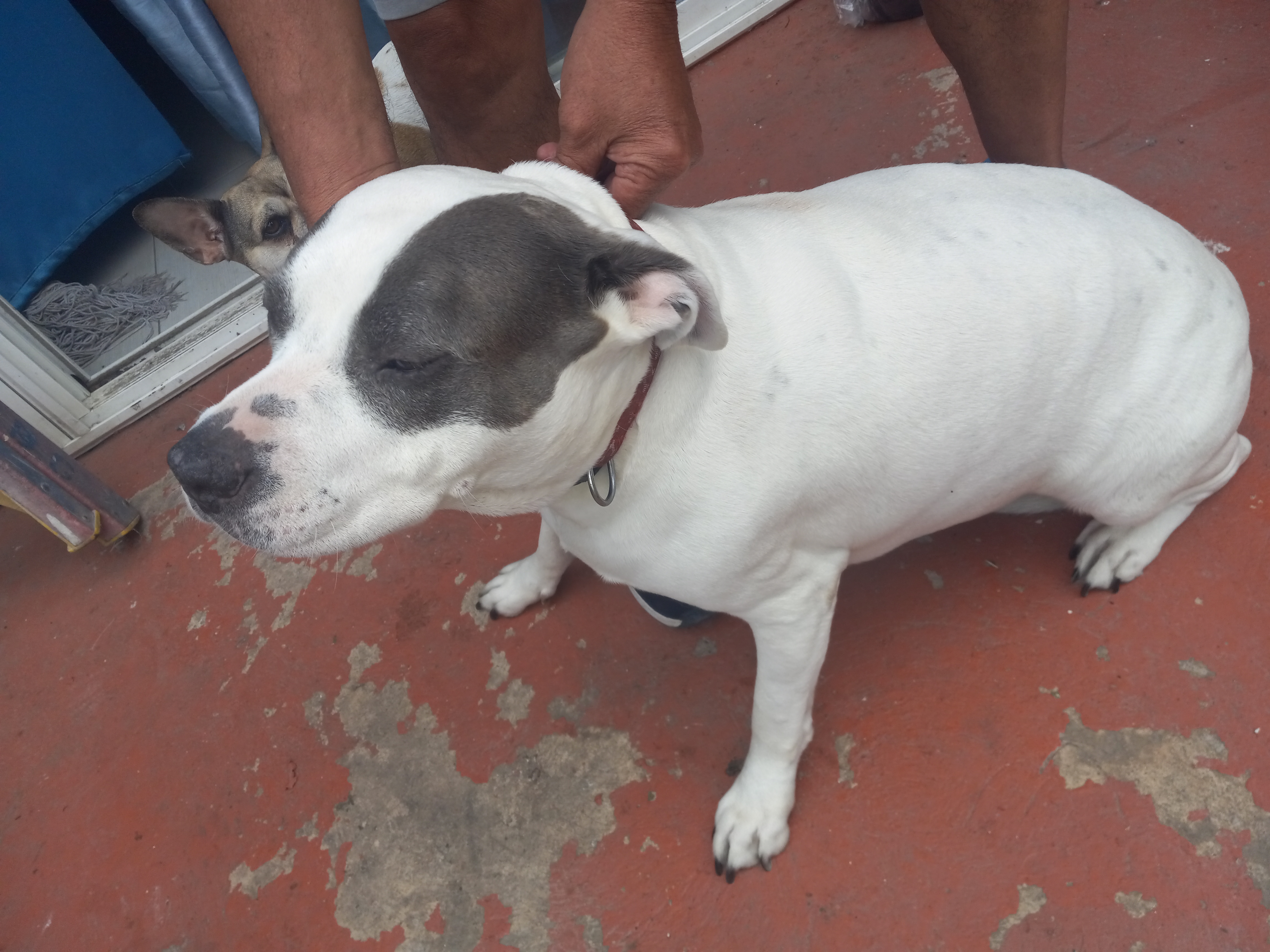 Foto de Luna con microchip 990000012824157