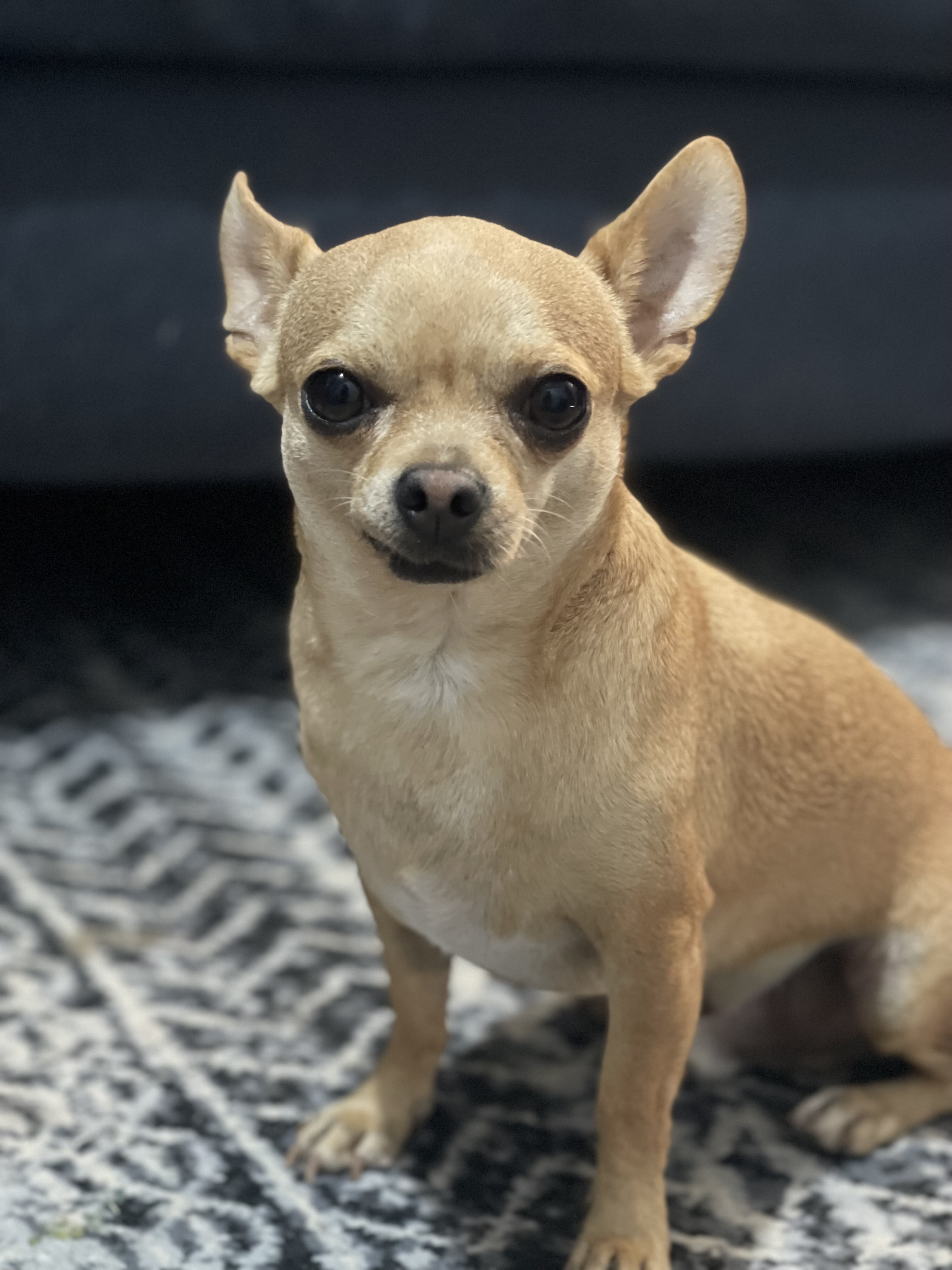 Foto de Brownnie con microchip 990000014165047