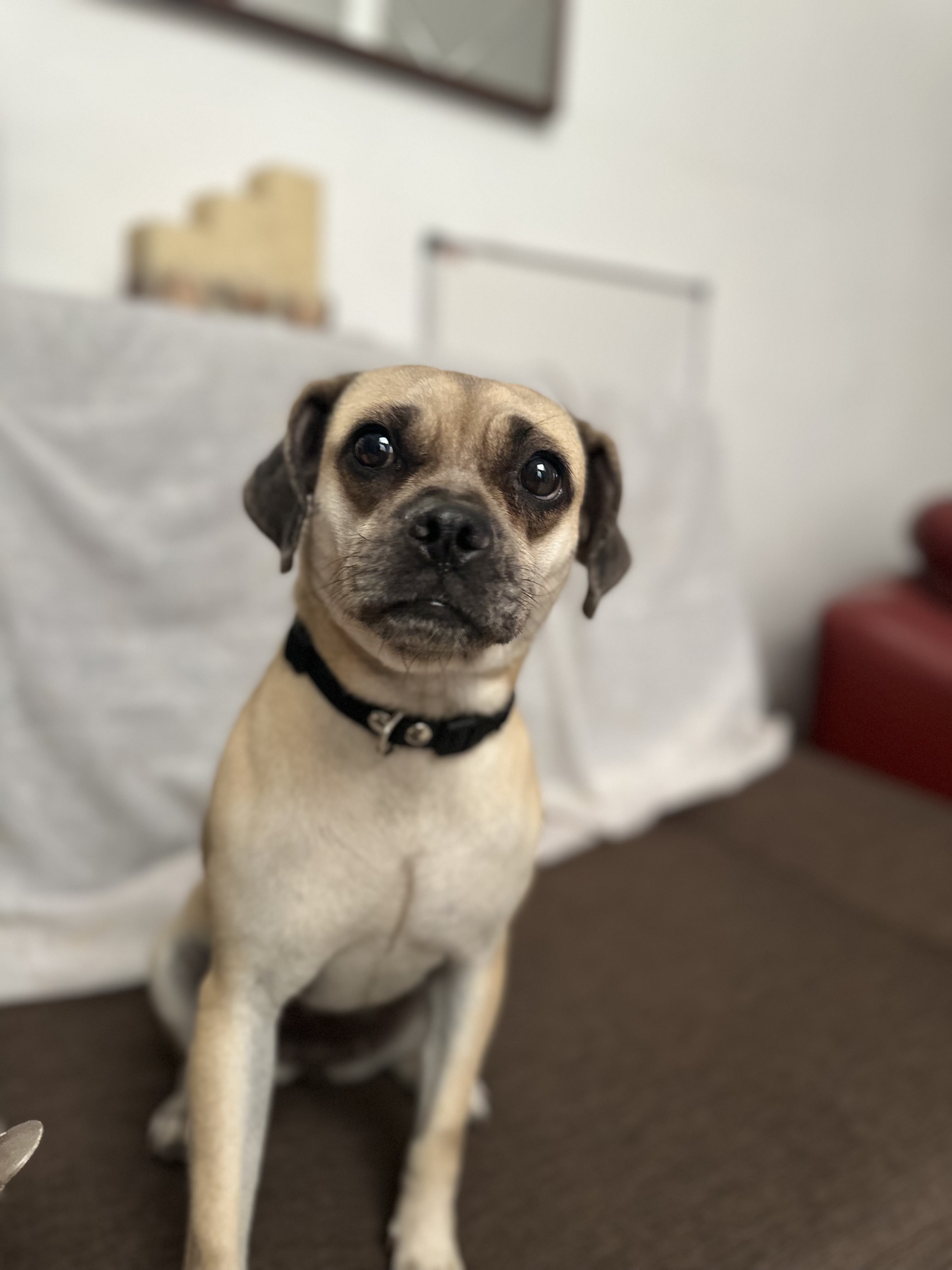 Foto de Tita con microchip 990000012833127