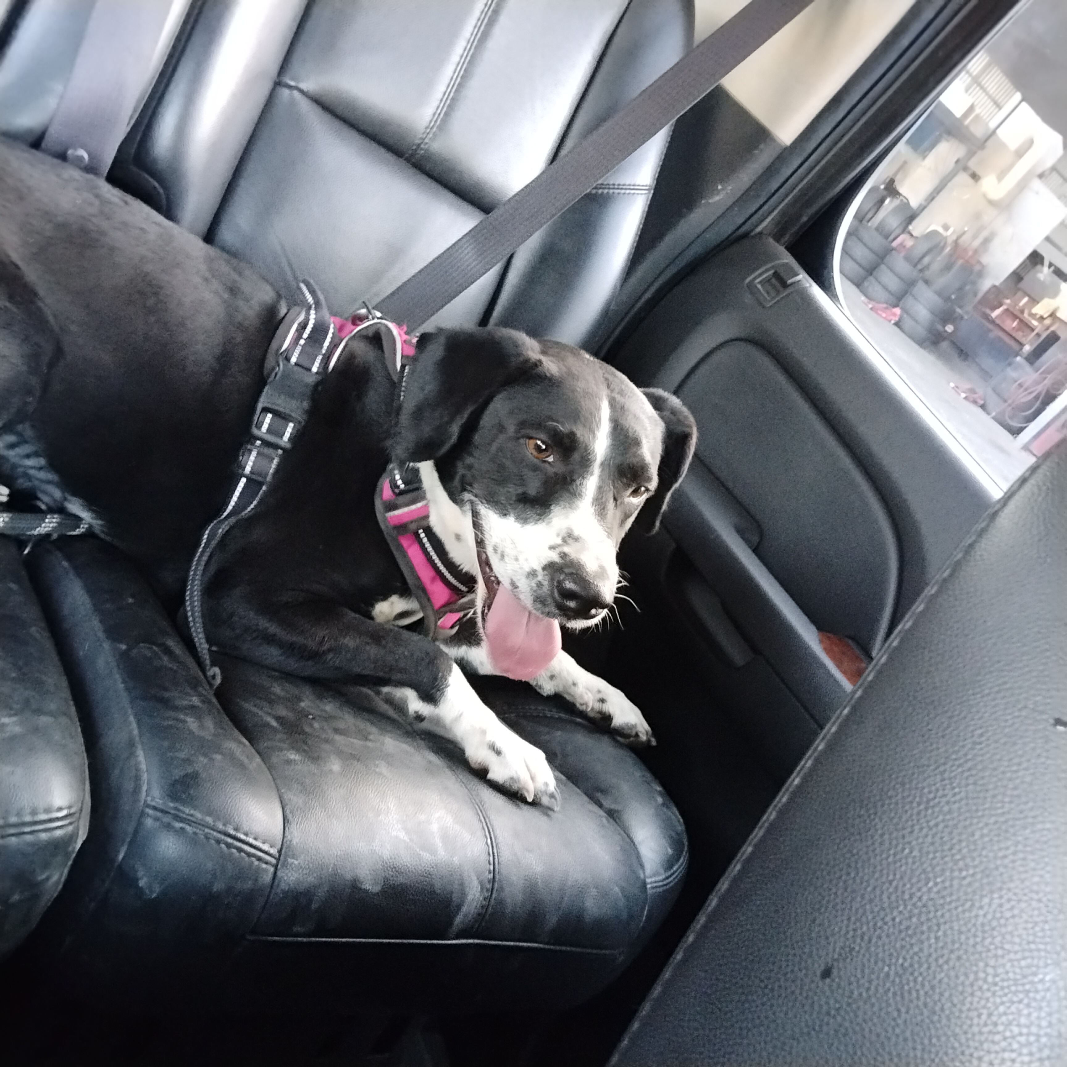 Foto de Nala con microchip 990000012840794