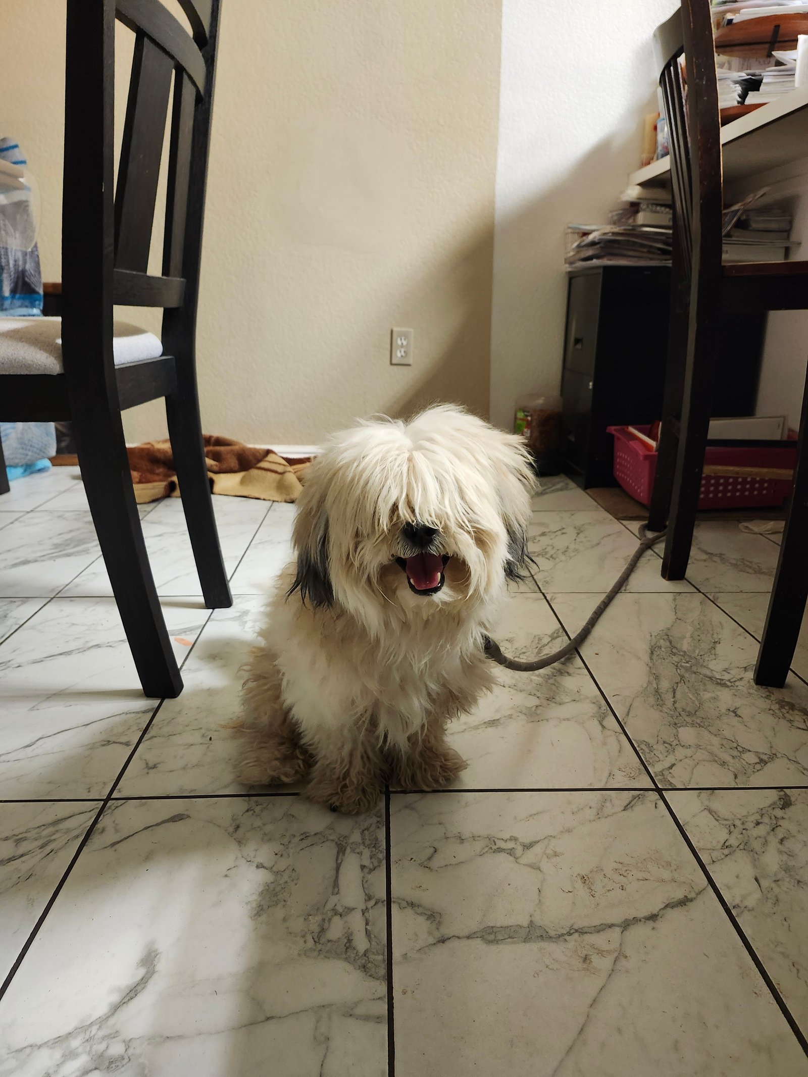Foto de Simba con microchip 990000012832965