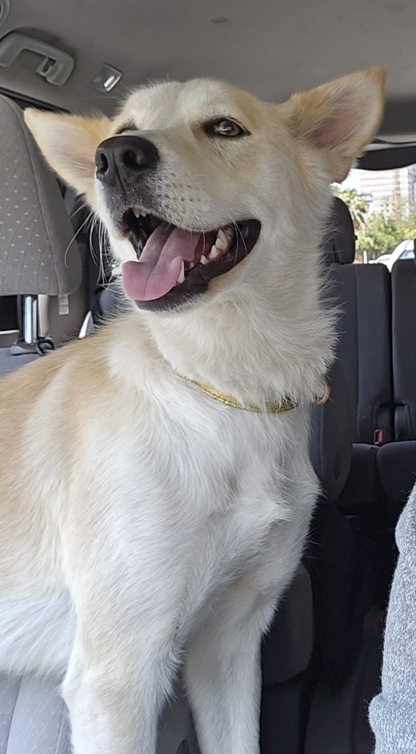Foto de Marley con microchip 990000012825781
