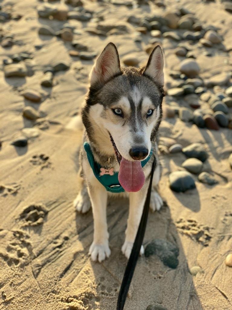 Foto de Akira con microchip 990000014165388