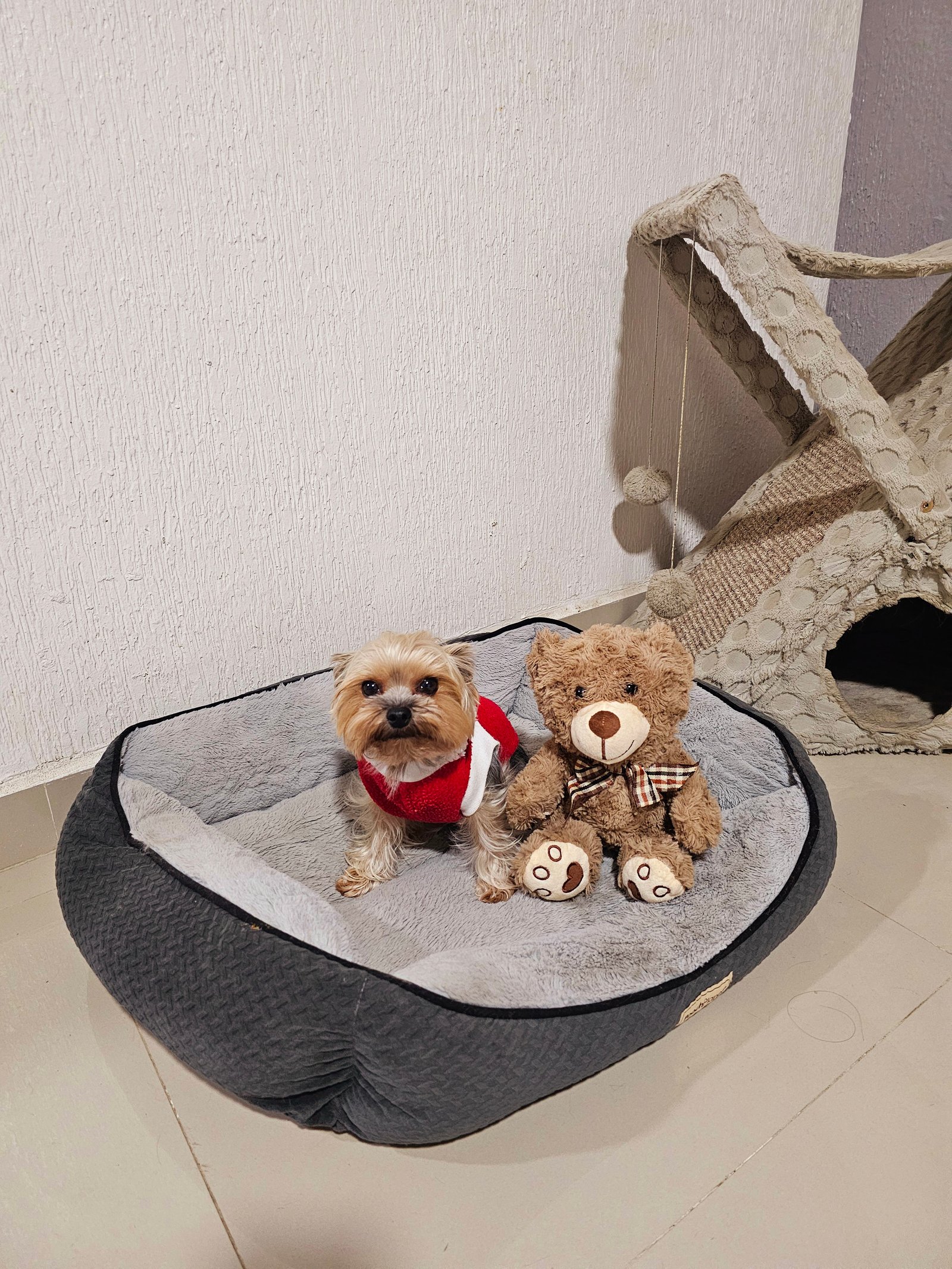 Foto de Chester con microchip 990000012844133