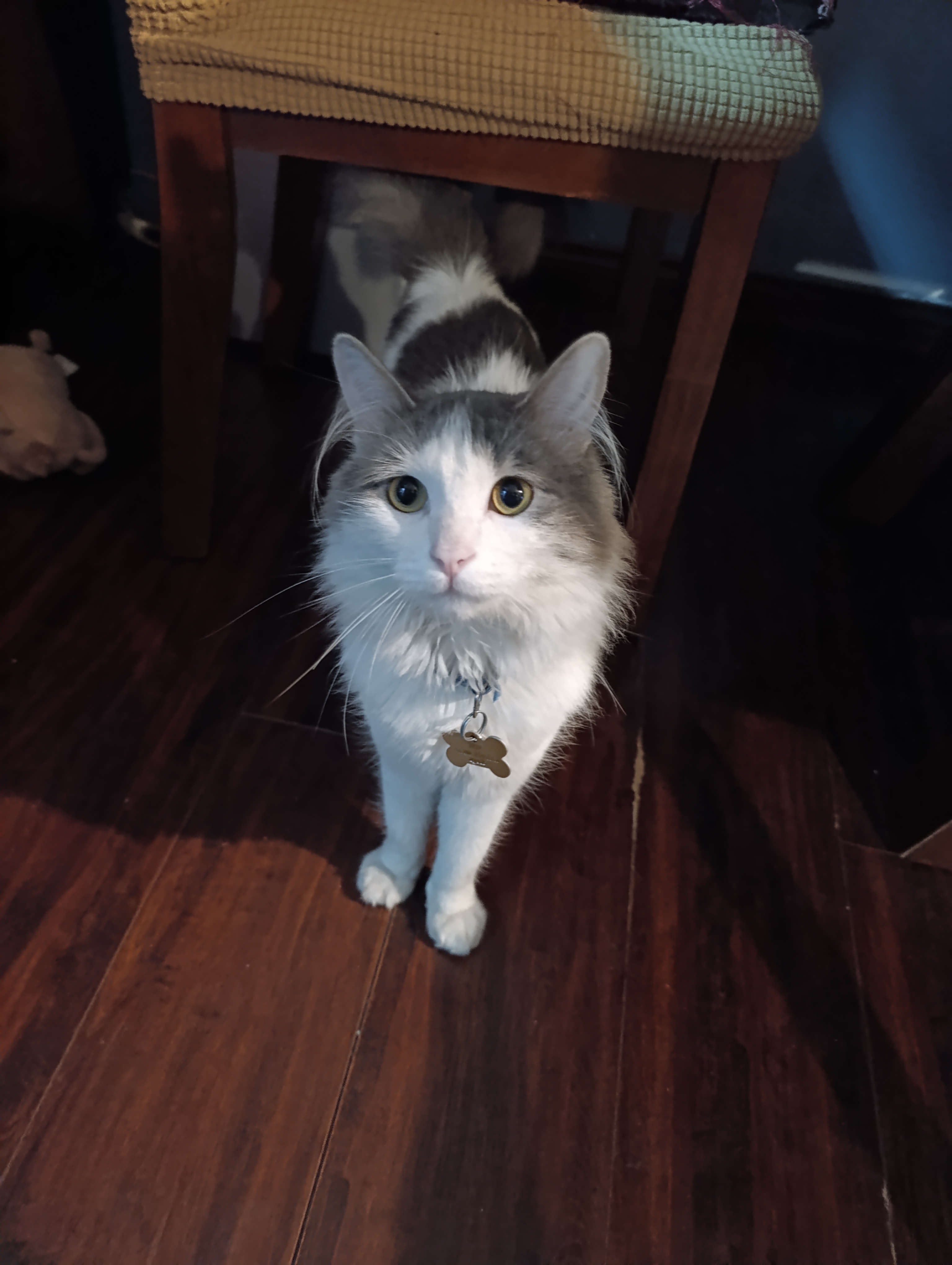 Foto de Simba con microchip 990000012834156