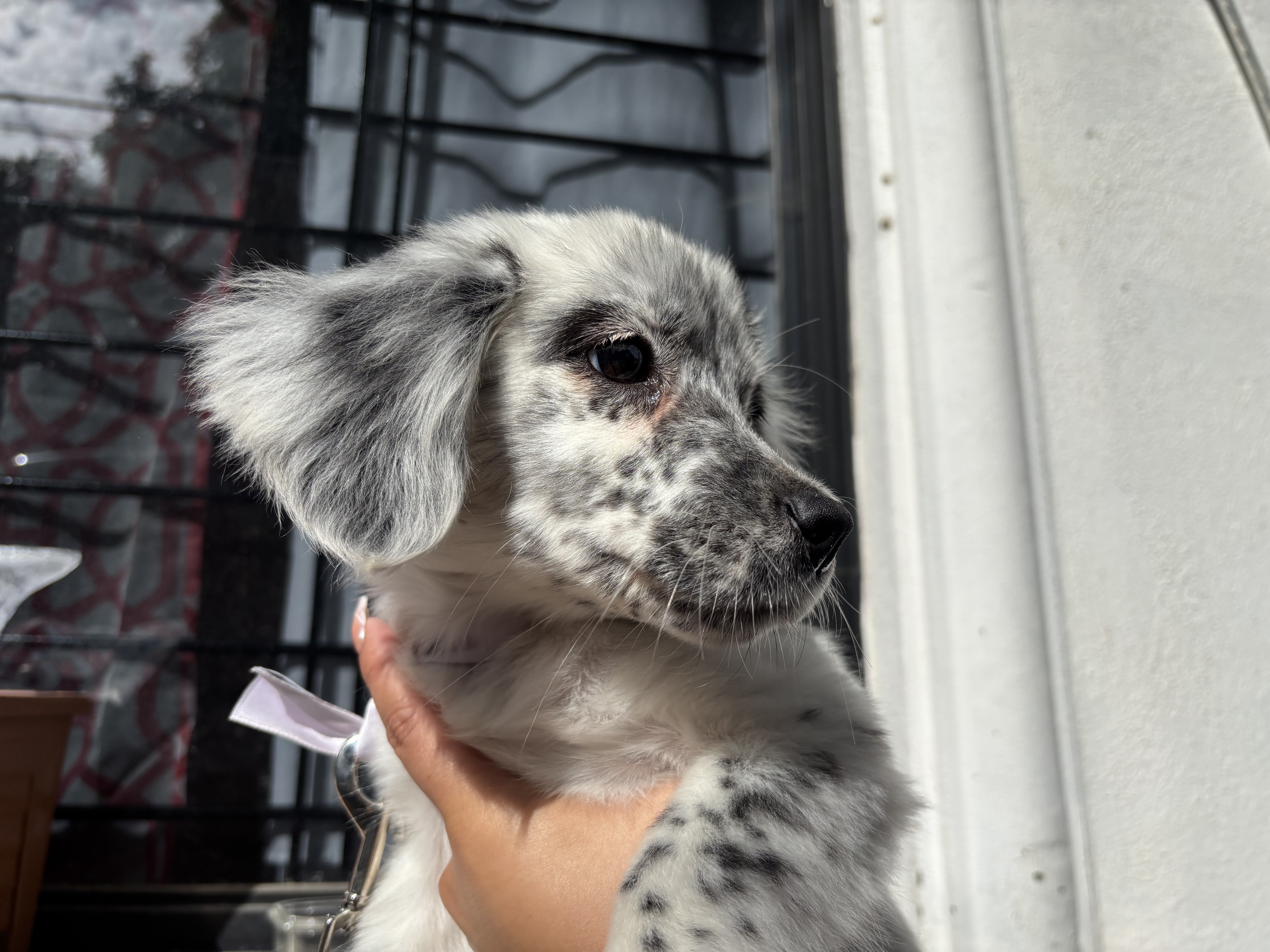 Foto de Pepper con microchip 990000012836393