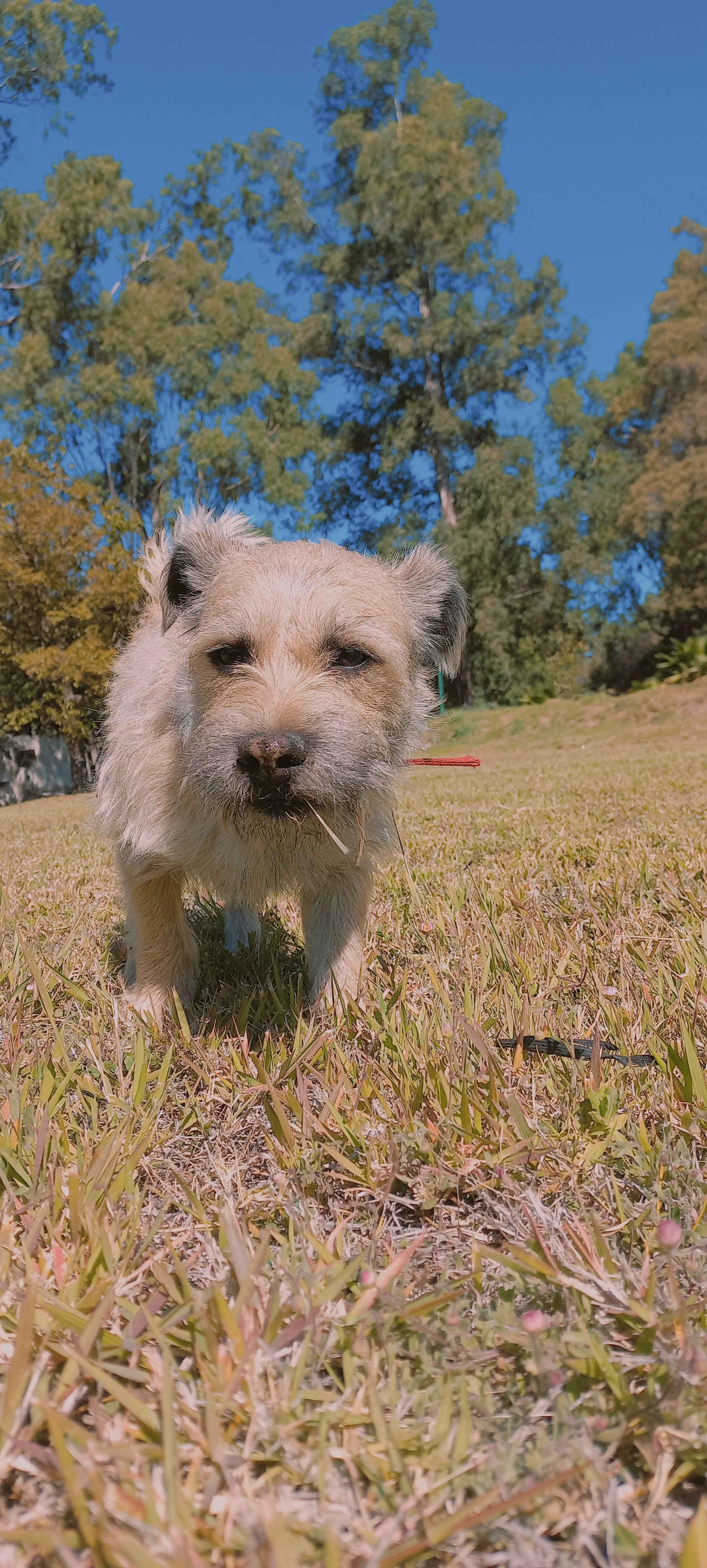 Foto de Dante (Tiki Tiki) con microchip 990000014111089