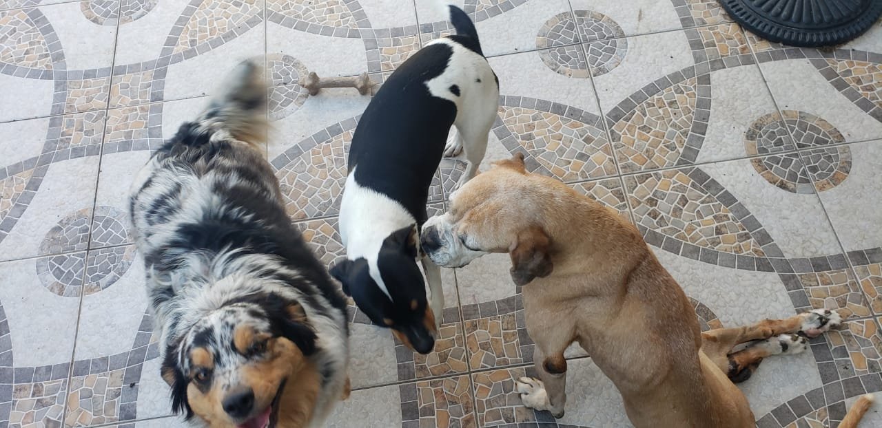 Foto de Bonnie con microchip 990000014109703