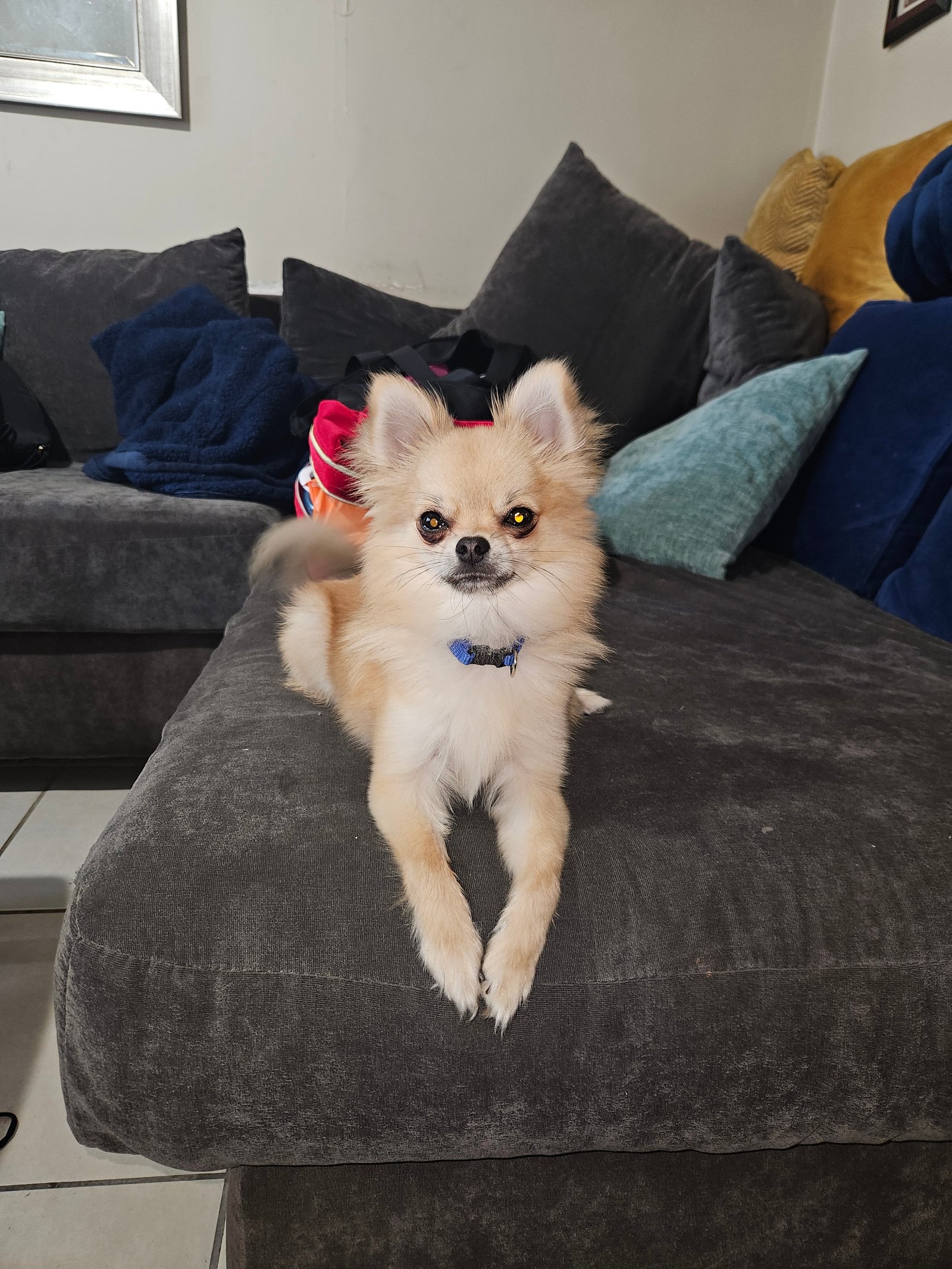 Foto de Hachi con microchip 990000012843642