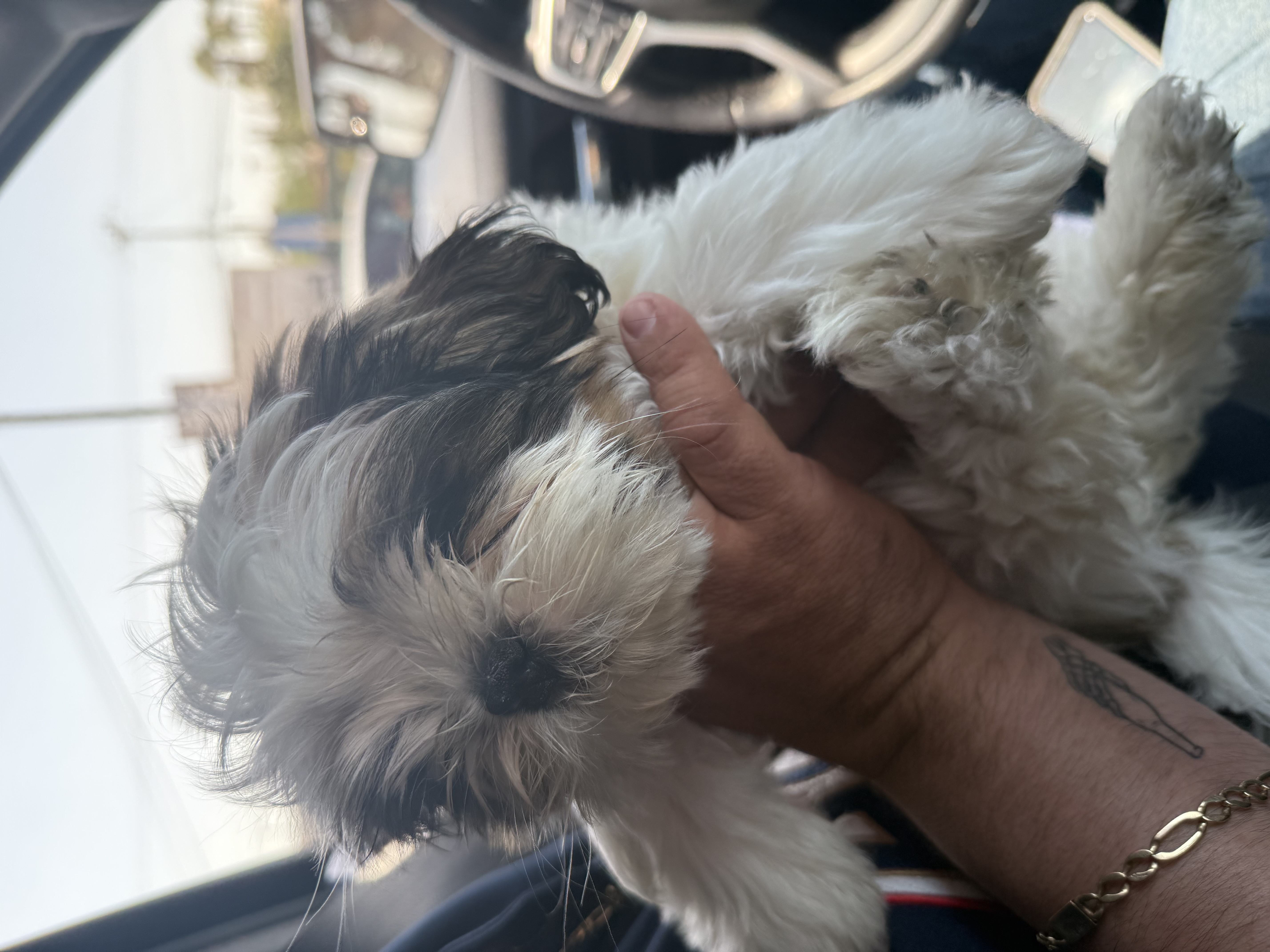 Foto de Bonnie con microchip 990000012842884