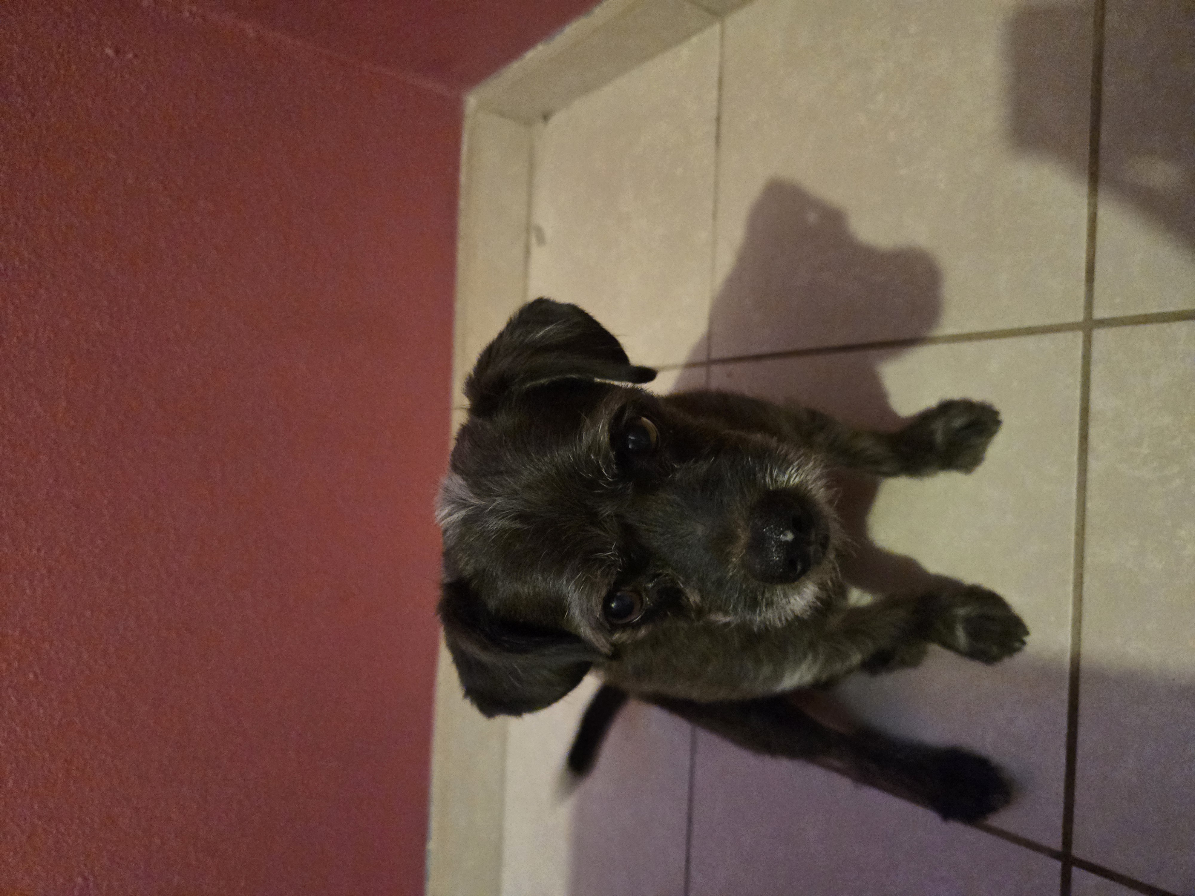 Foto de Shoko con microchip 990000012834148