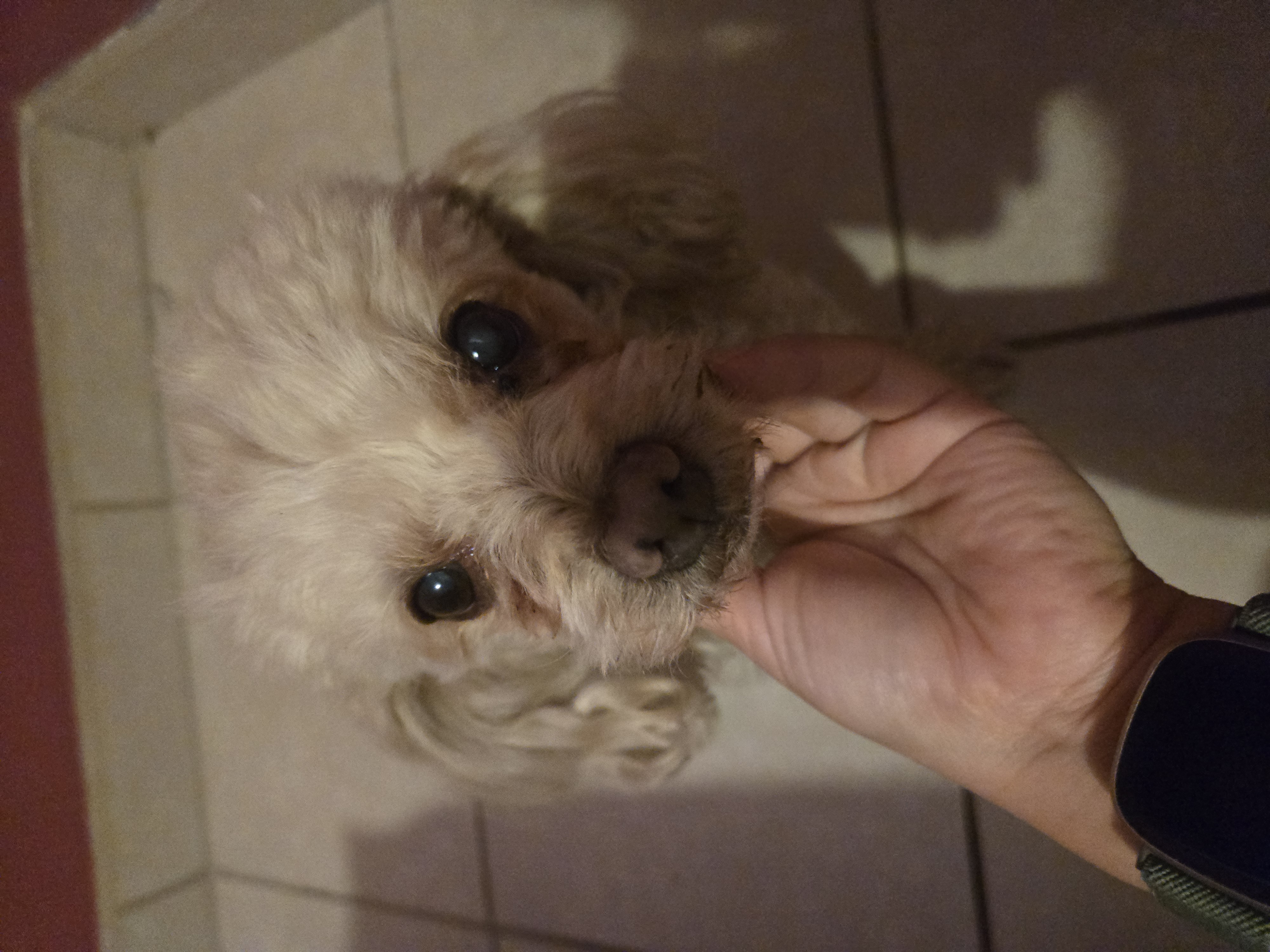 Foto de Kuki con microchip 990000012832770