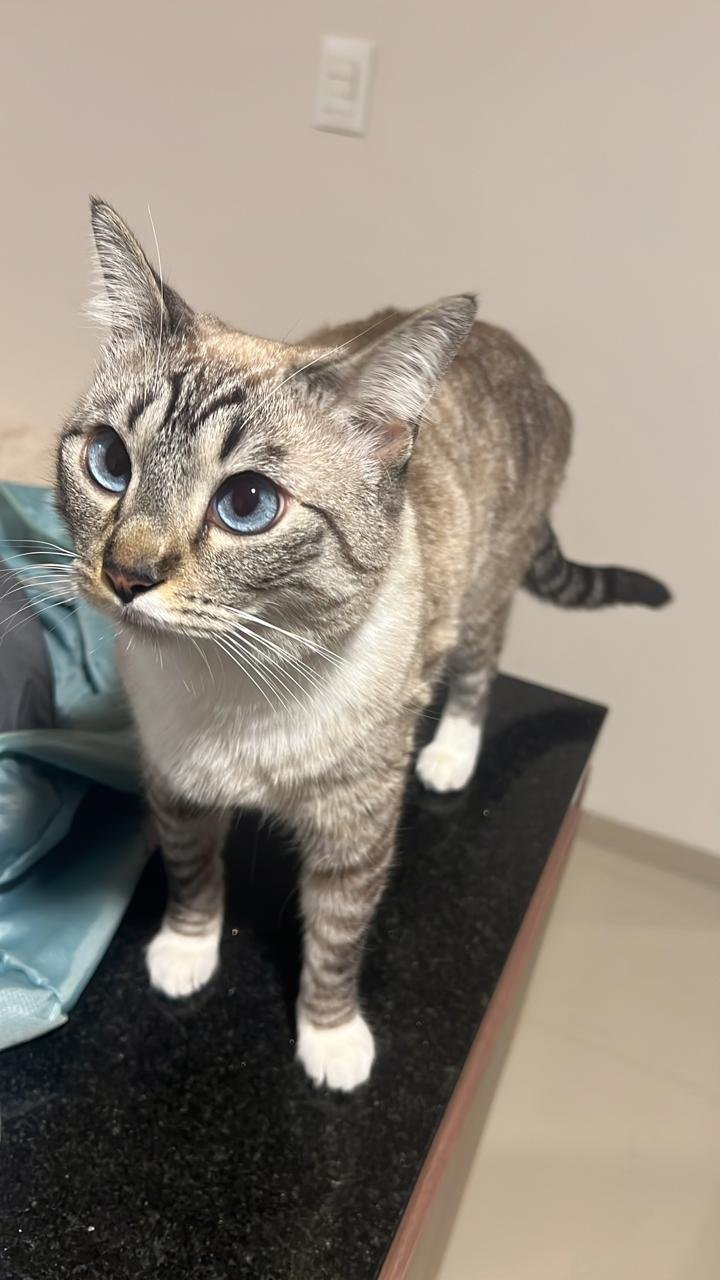 Foto de KITTY con microchip 990000012835236