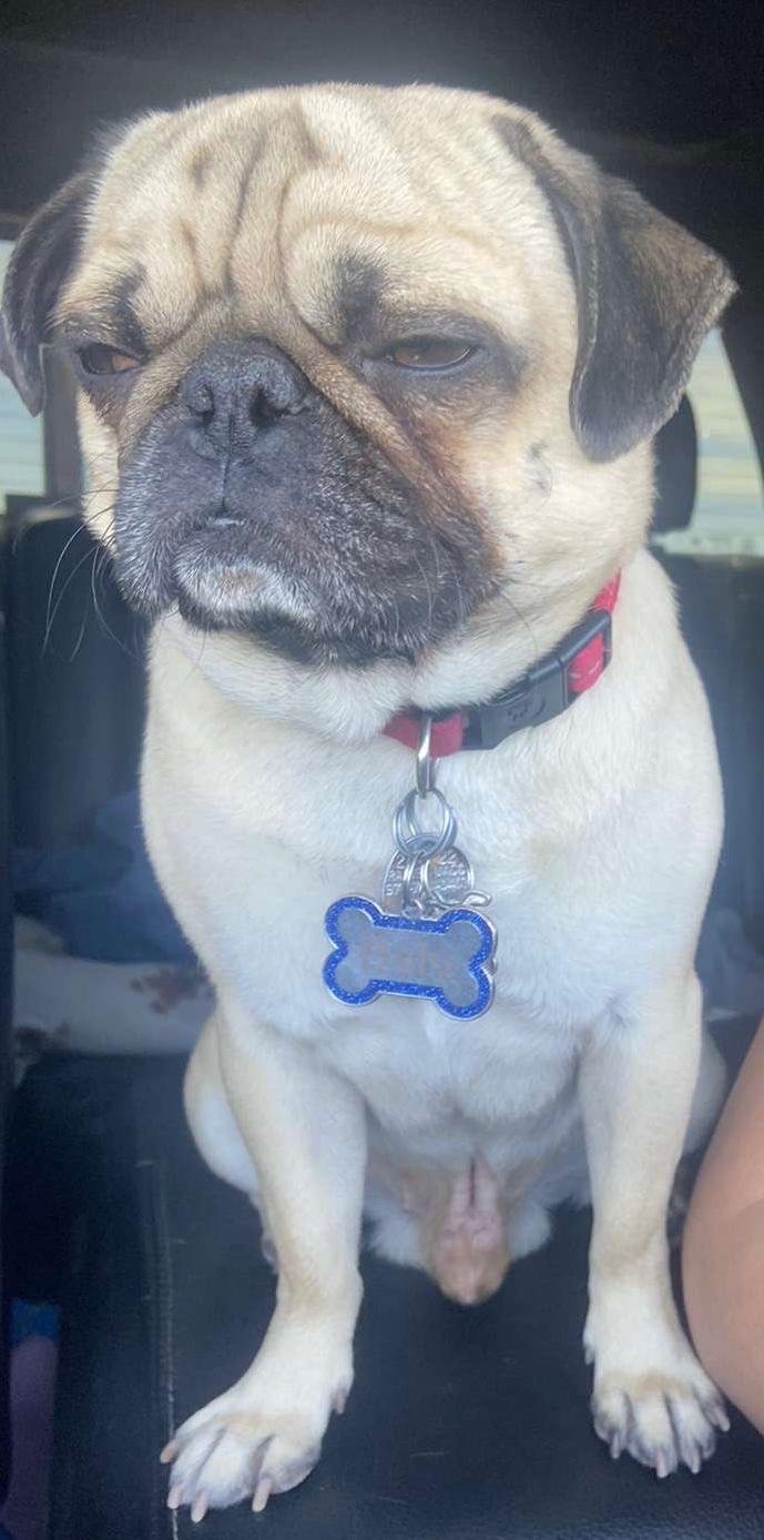 Foto de Balu con microchip 990000012839312