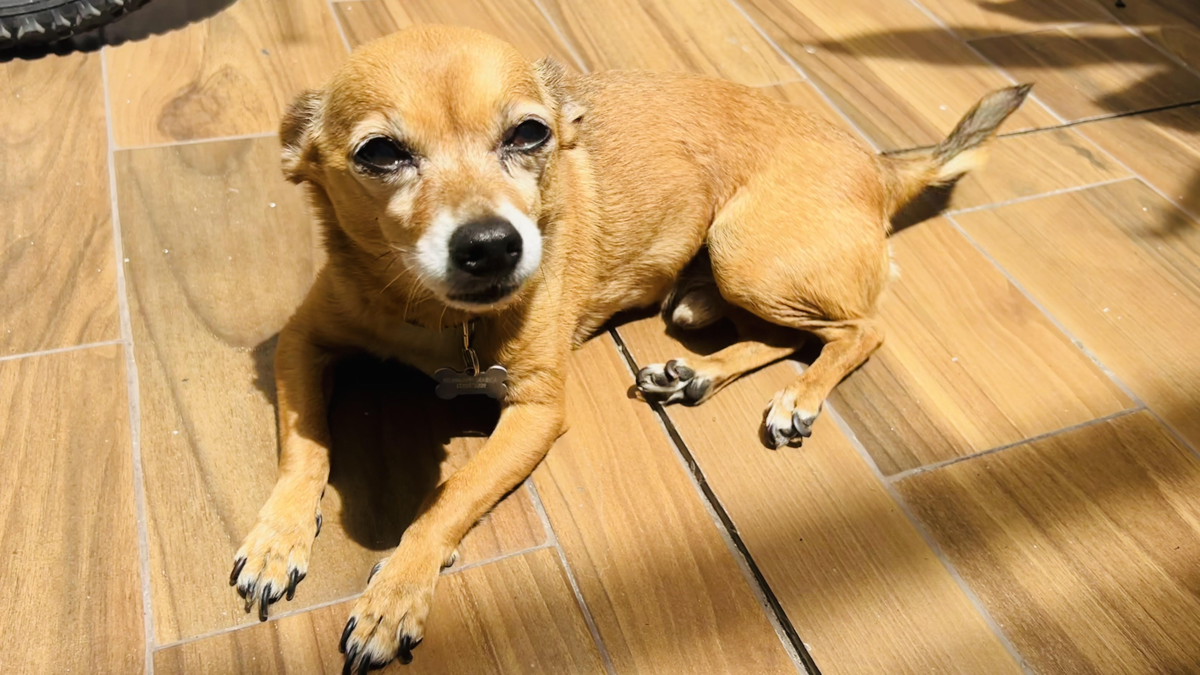 Foto de Lucas con microchip 990000014109248