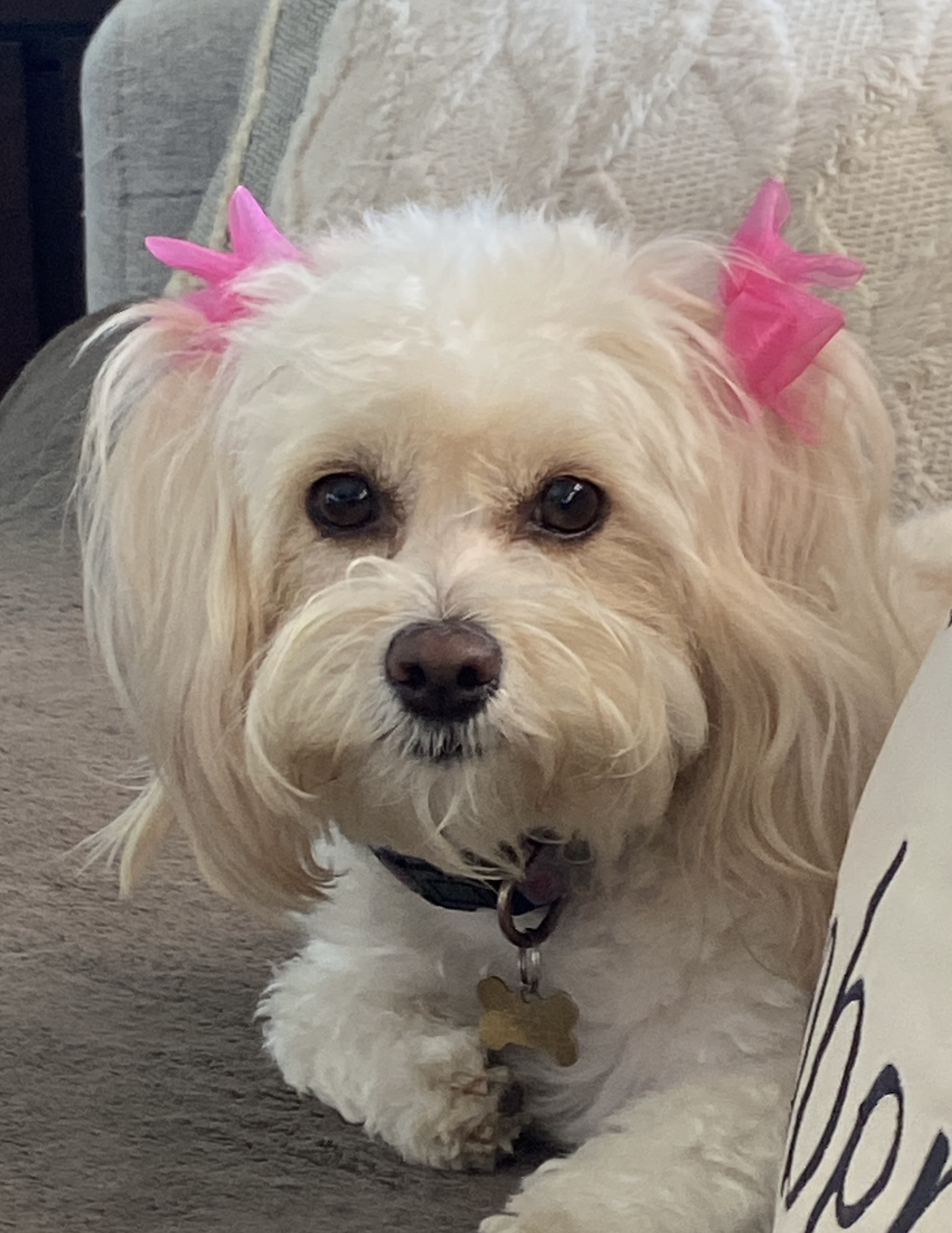 Foto de MaryAnn con microchip 990000012840056