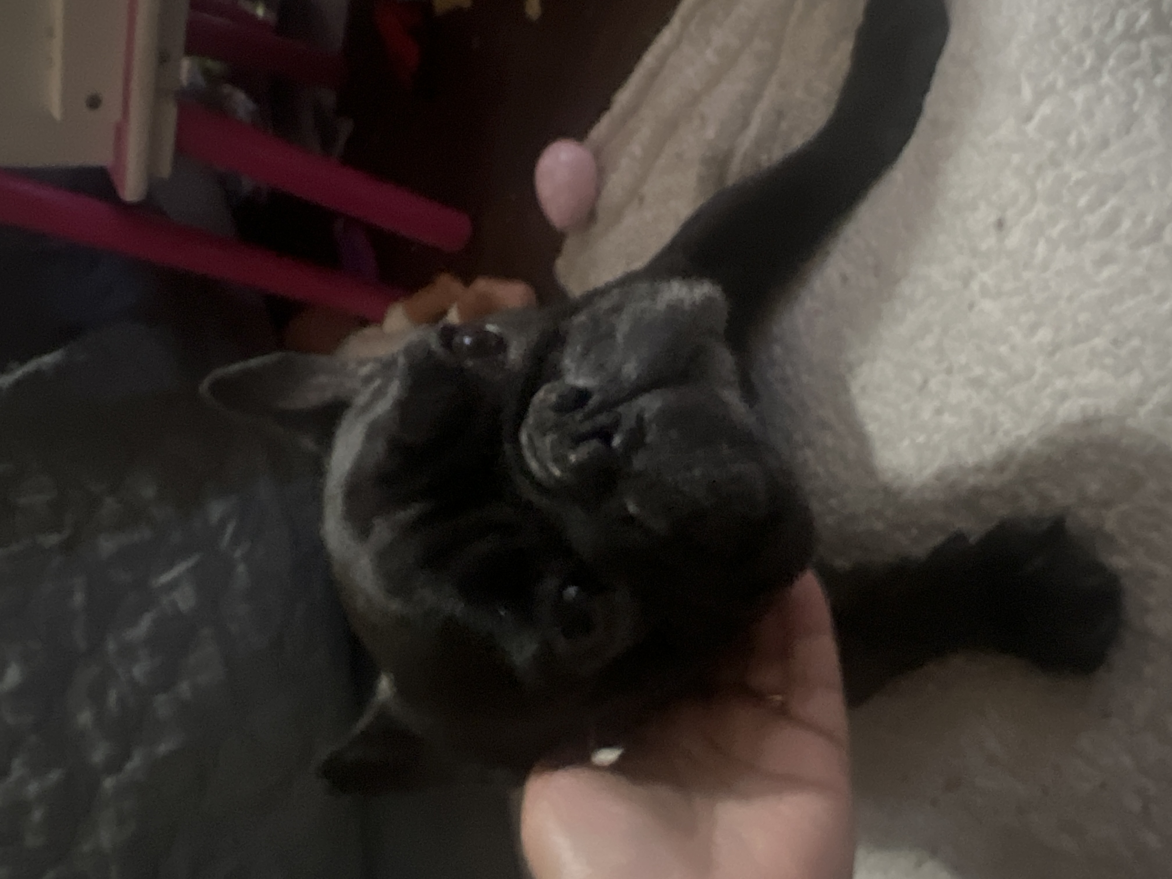Foto de Negrito con microchip 990000012837815