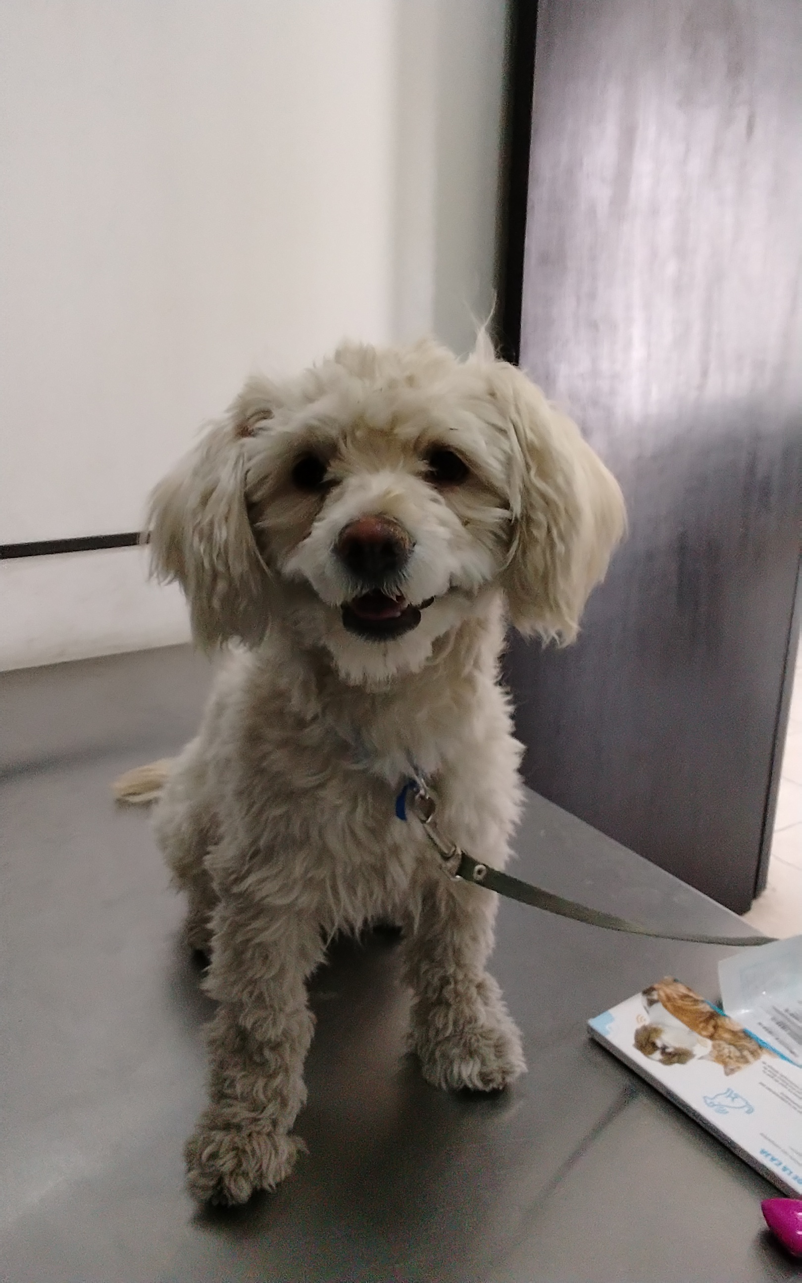 Foto de Milo con microchip 990000012845340