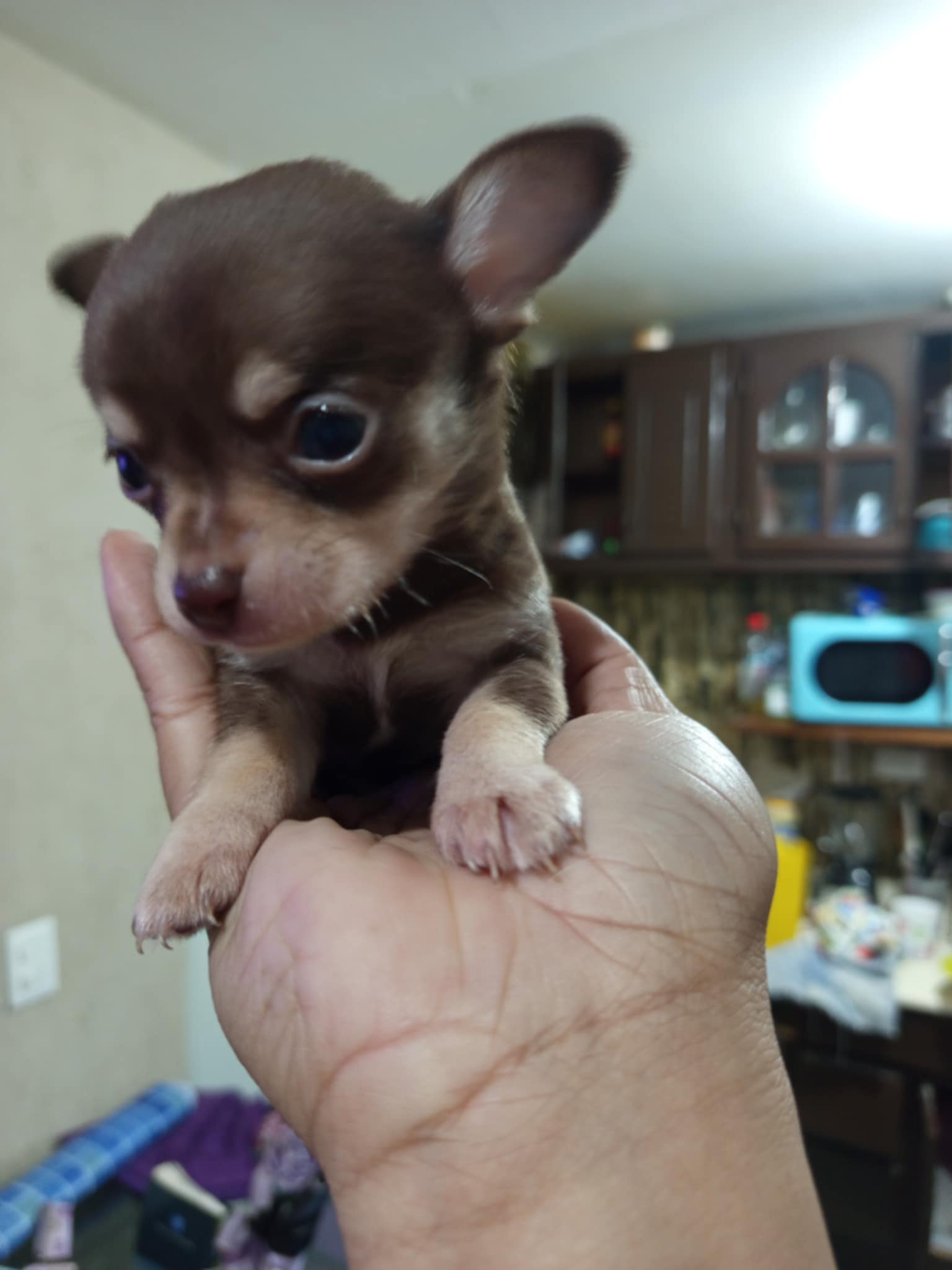 Foto de Rey con microchip 990000012834777