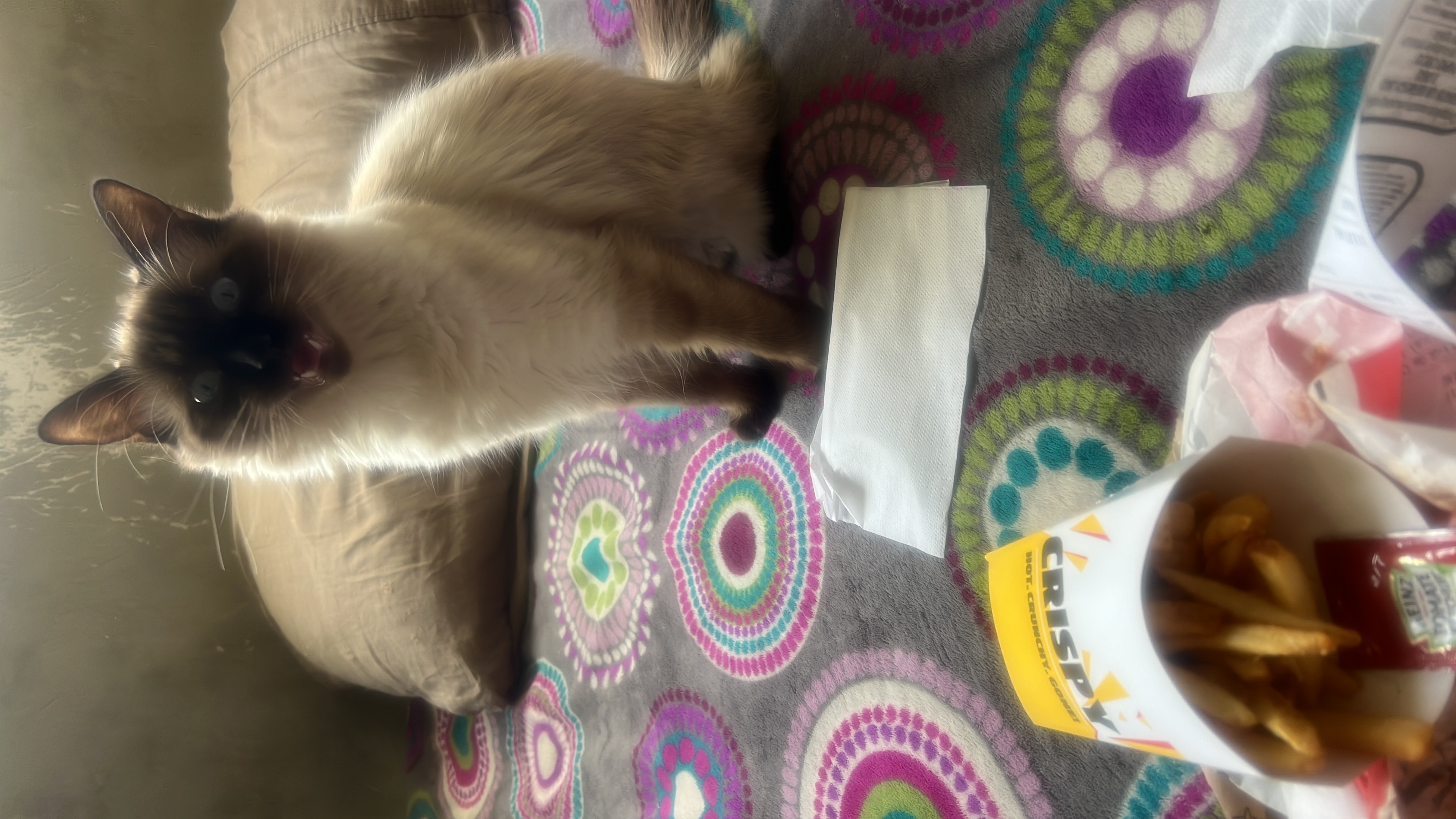 Foto de Cherry con microchip 990000012846265