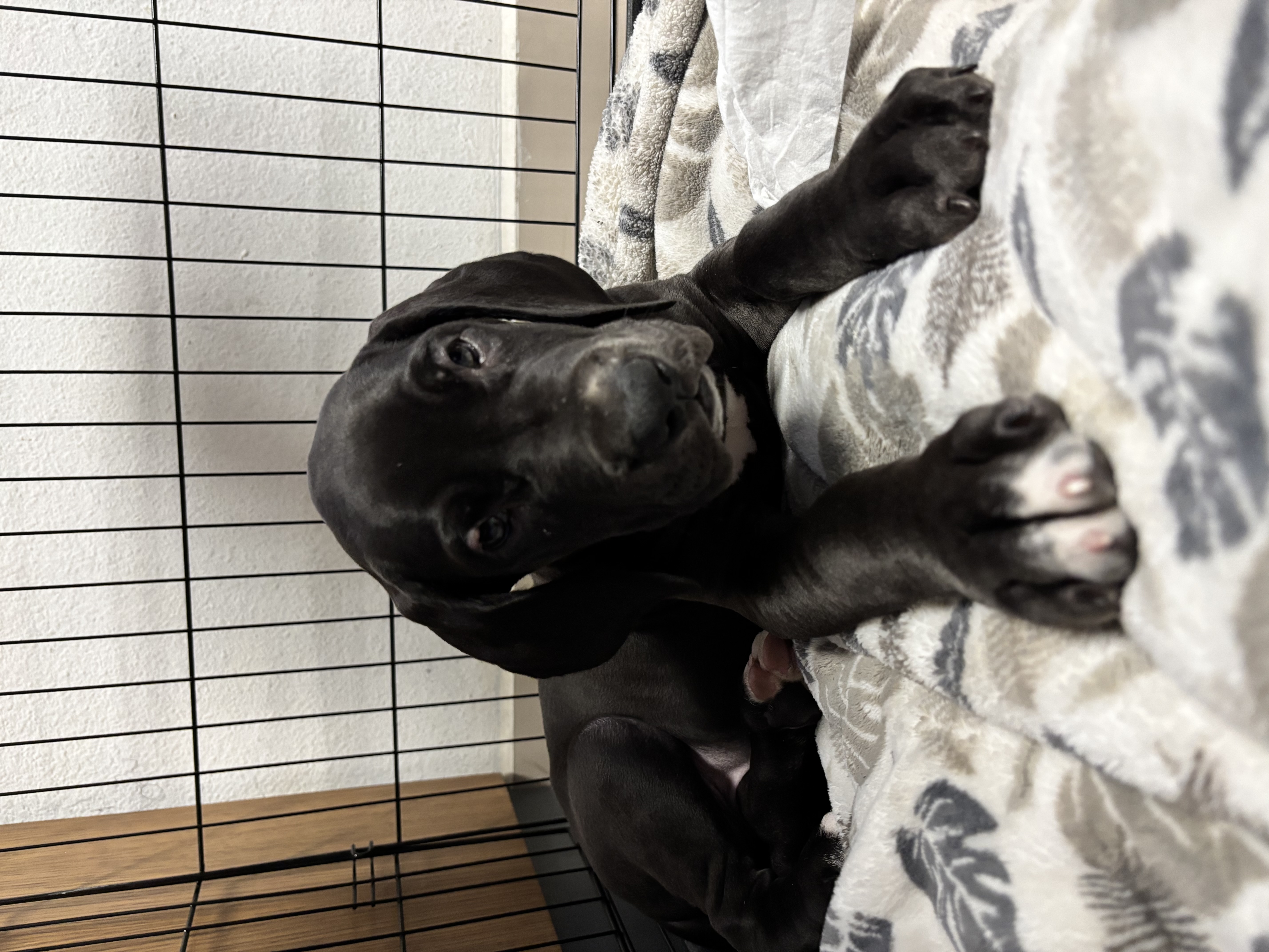 Foto de Aayla con microchip 990000012833516