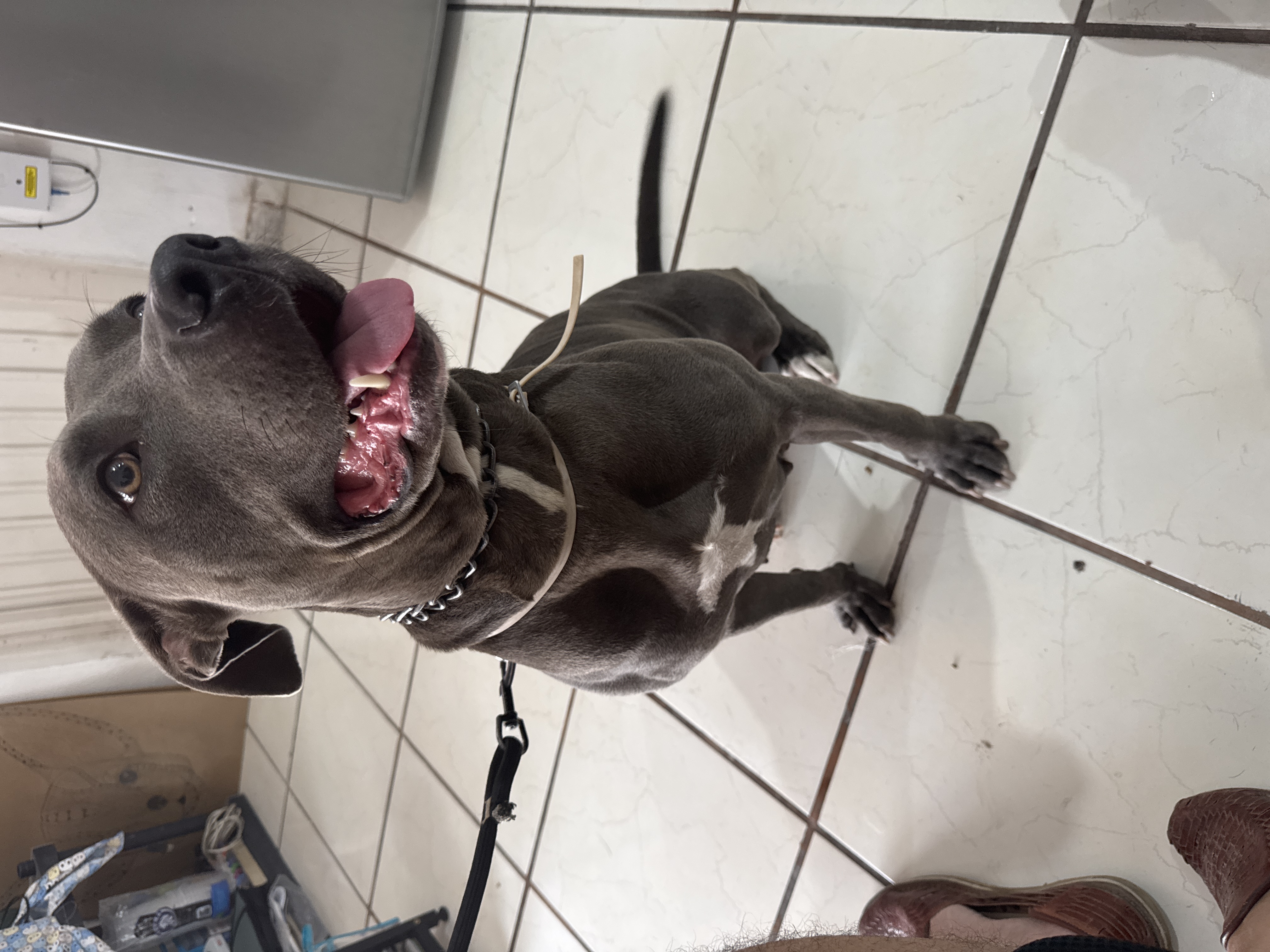 Foto de Luna con microchip 990000012845850