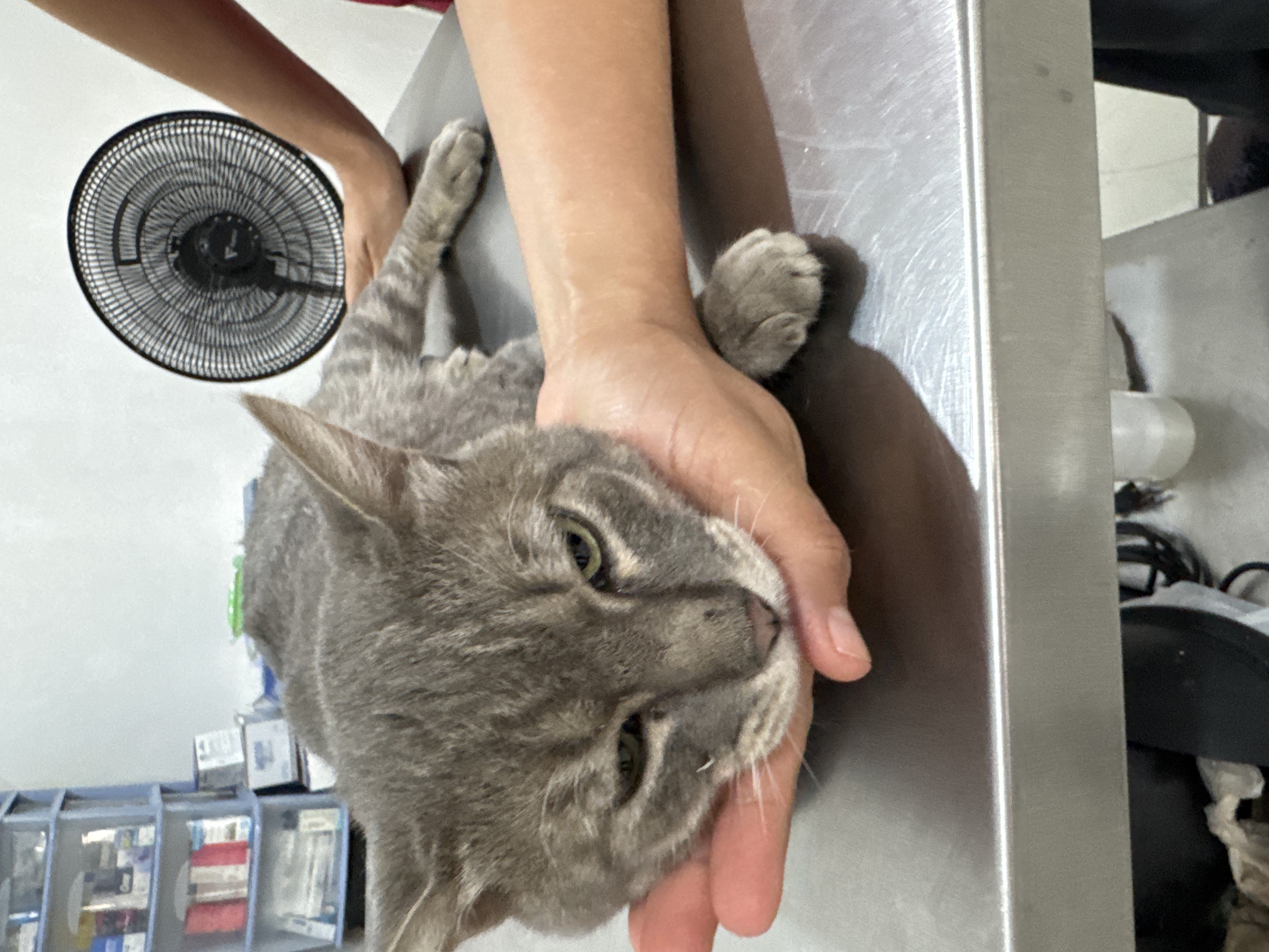 Foto de Loui con microchip 990000012845857