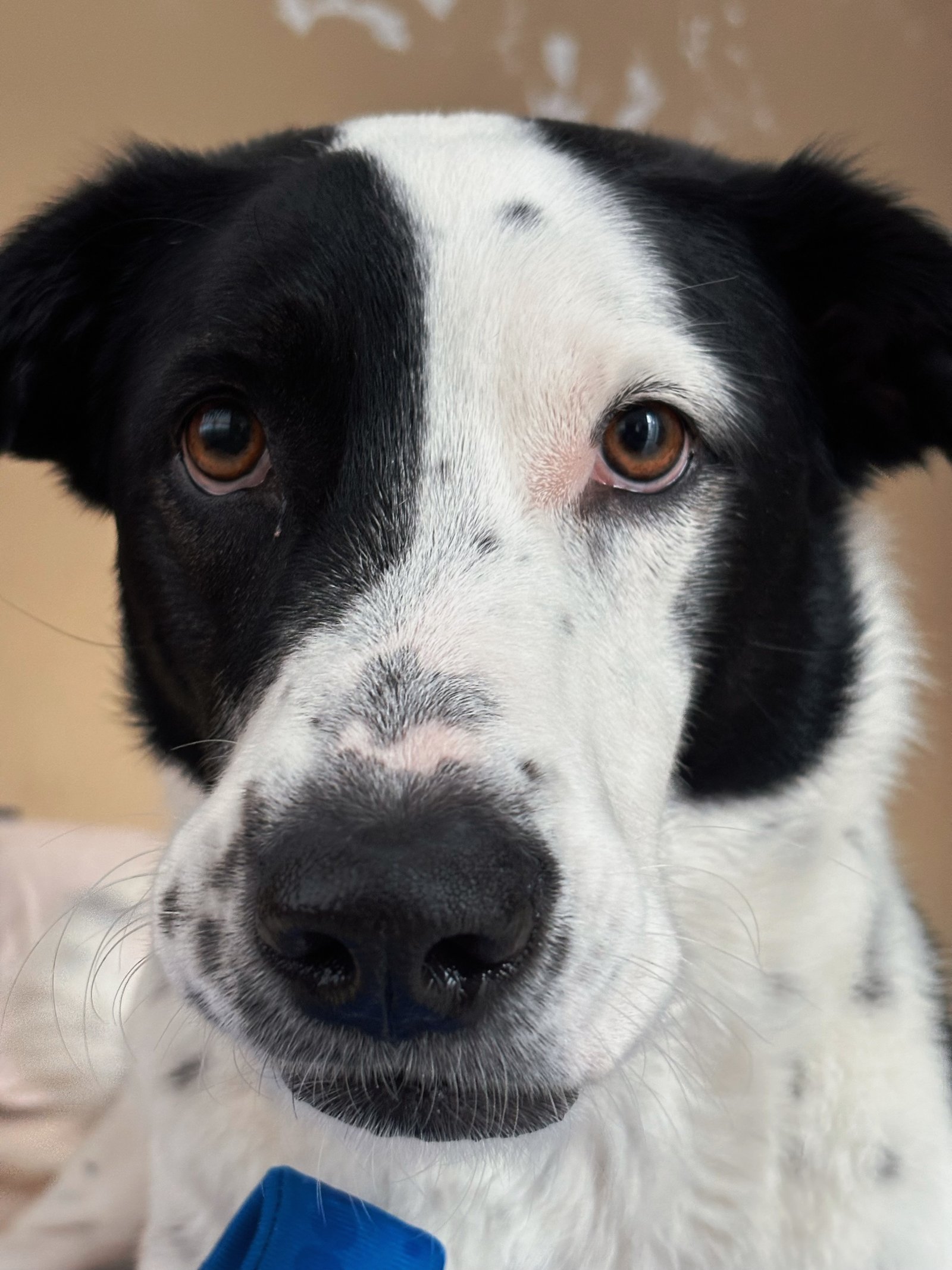 Foto de Jana con microchip 990000014162949