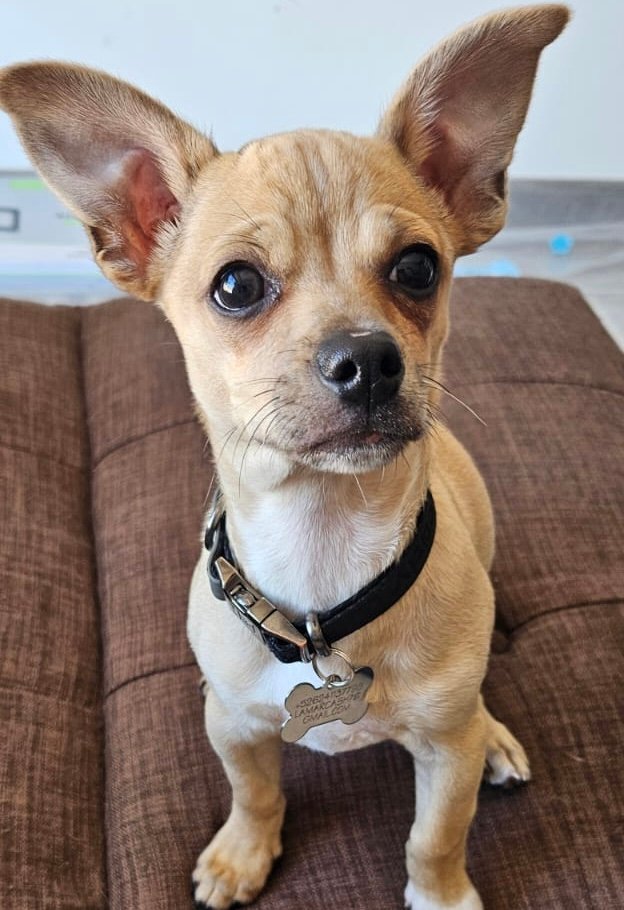Foto de Willy con microchip 990000012841753