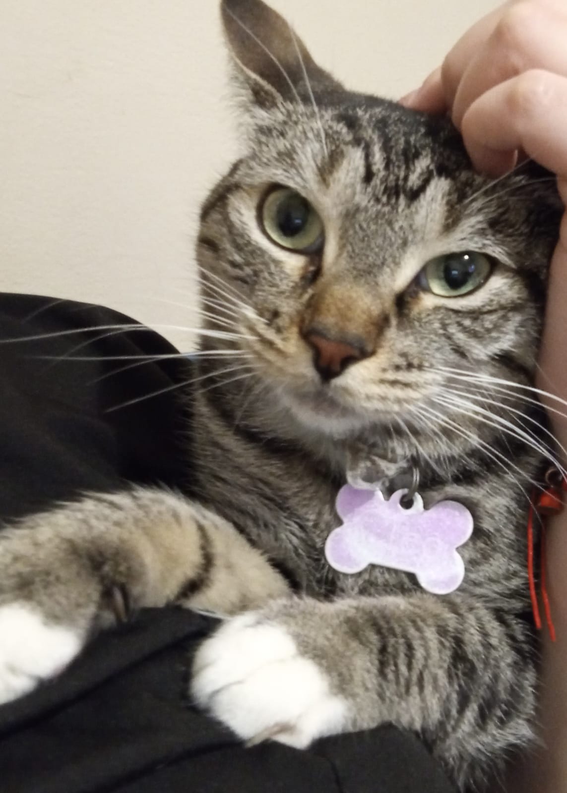 Foto de Cleopatra con microchip 990000012834594