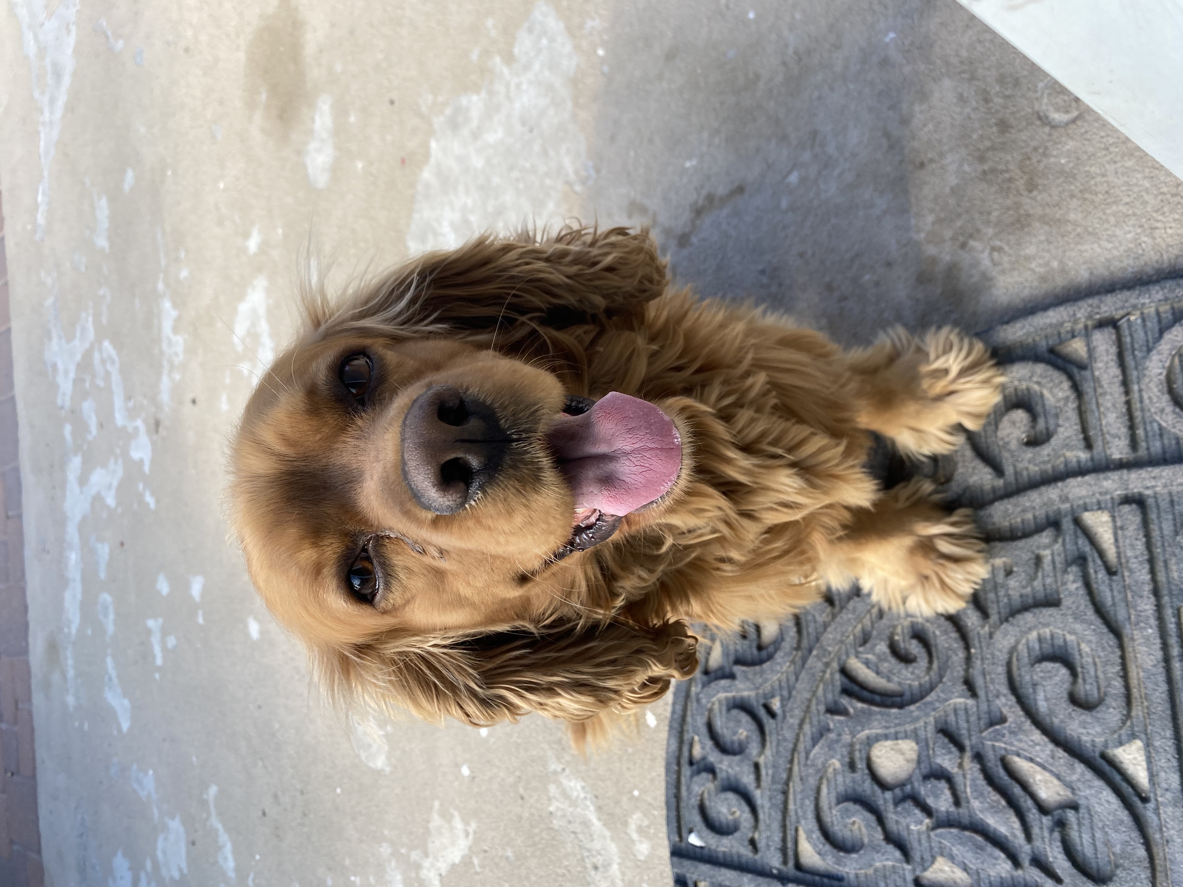 Foto de CANELO con microchip 990000012837260