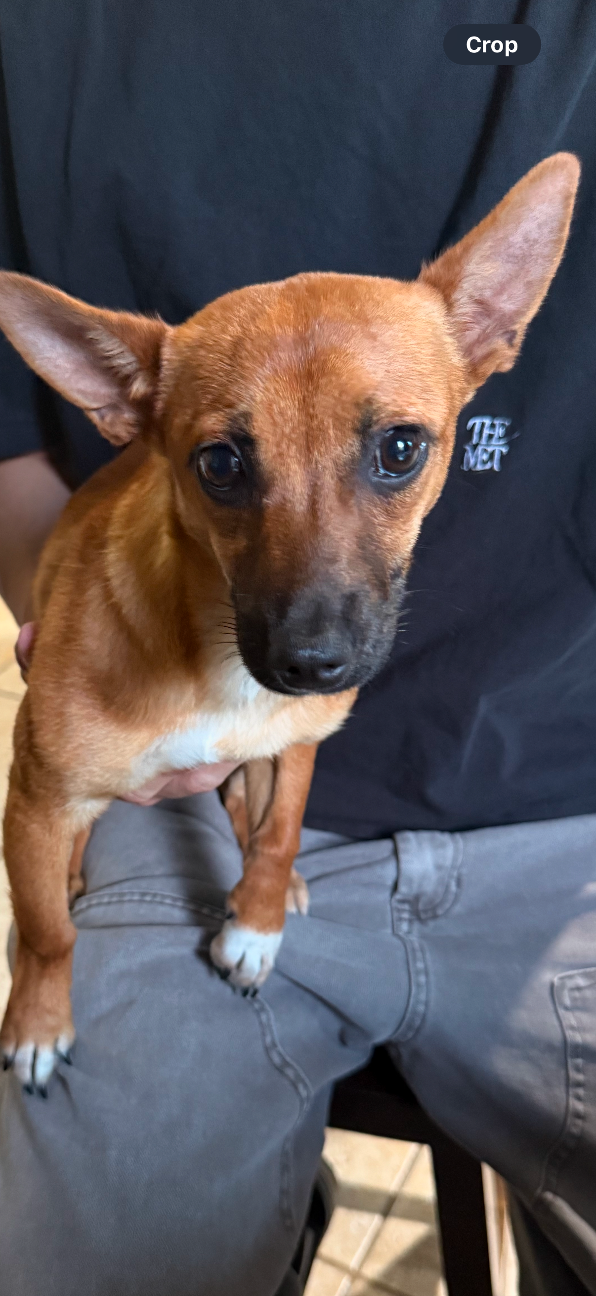 Foto de CHIQUIS con microchip 990000012837261