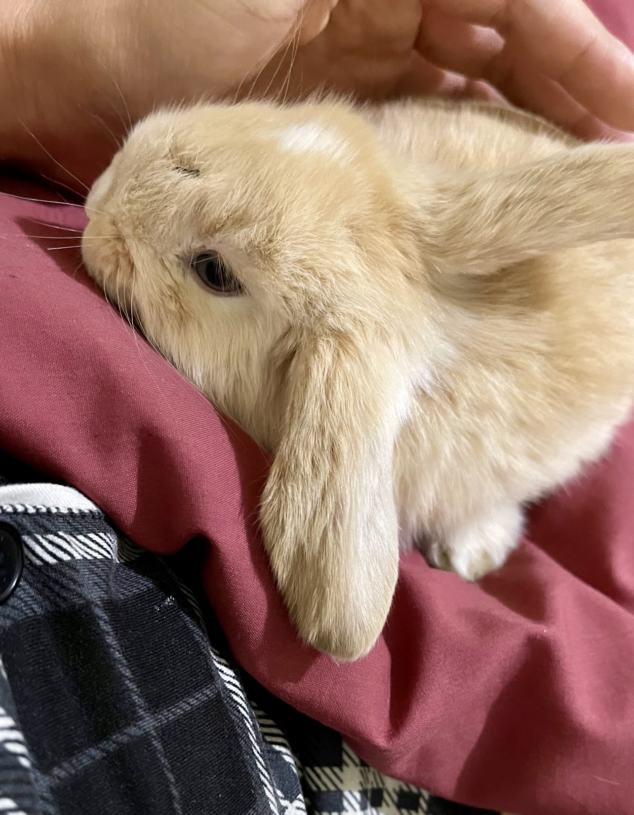 Foto de Konan con microchip 990000012843762