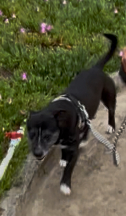 Foto de Kobe con microchip 900215010521614