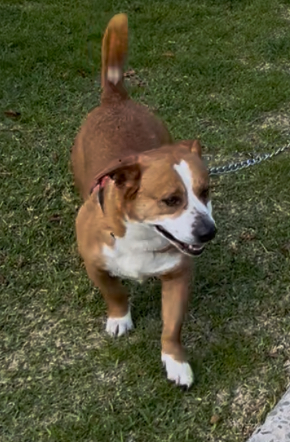Foto de Clifford con microchip 900215010521616