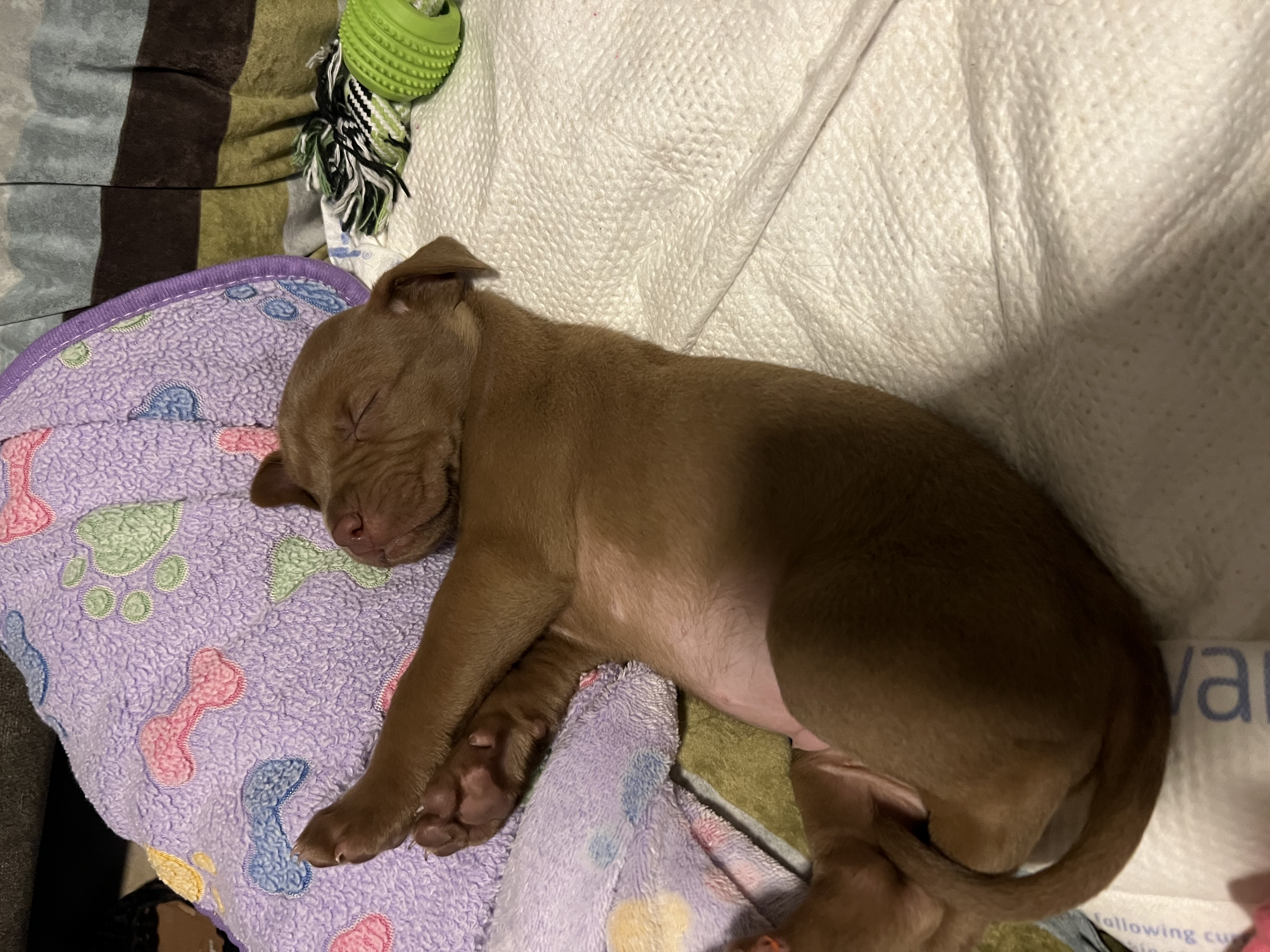 Foto de Valentina con microchip 990000012833247