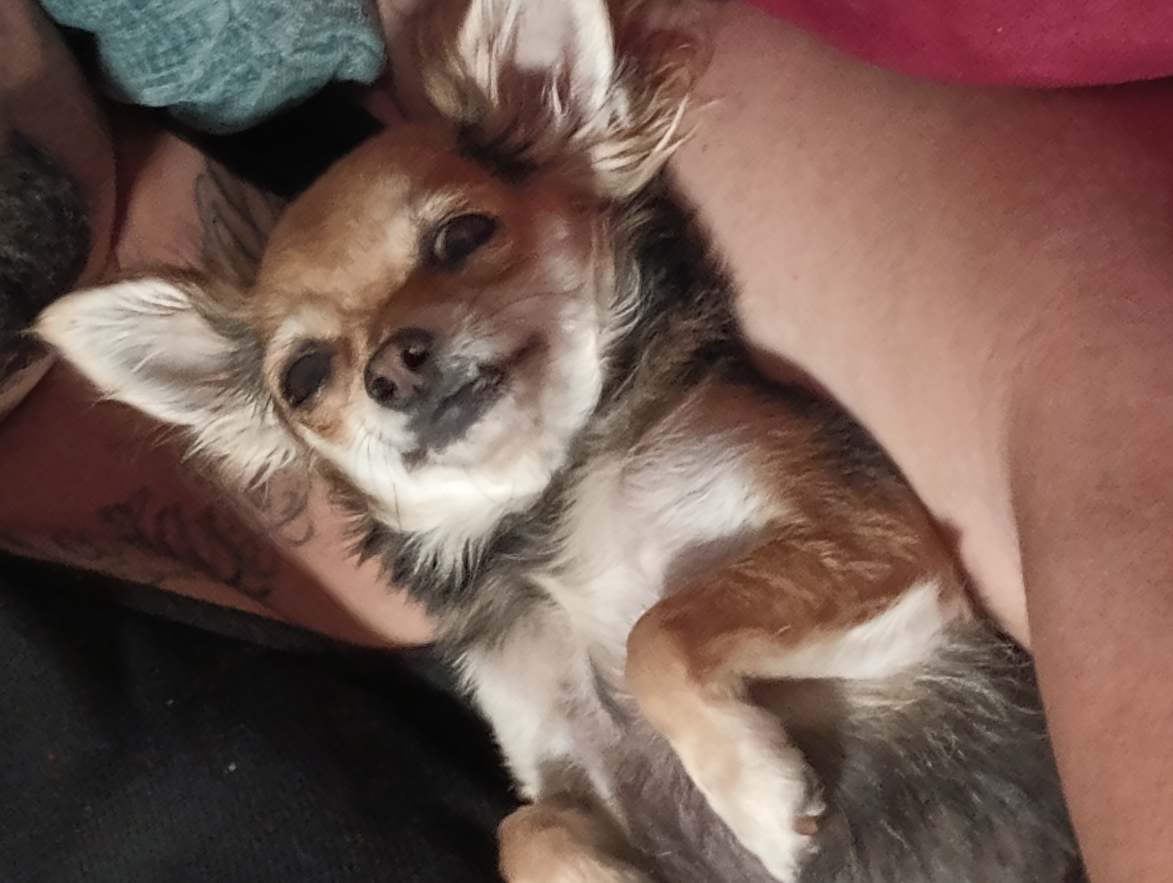 Foto de Chikita con microchip 900263001164611