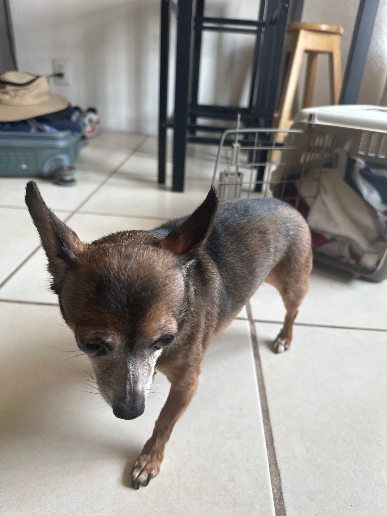 Foto de Oddin con microchip 990000012842589